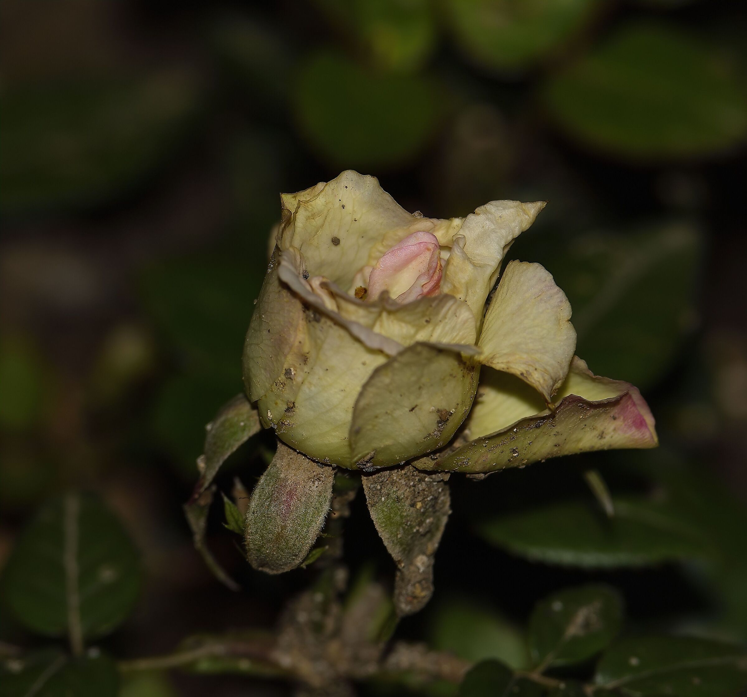 Piccolissima ed inattesa