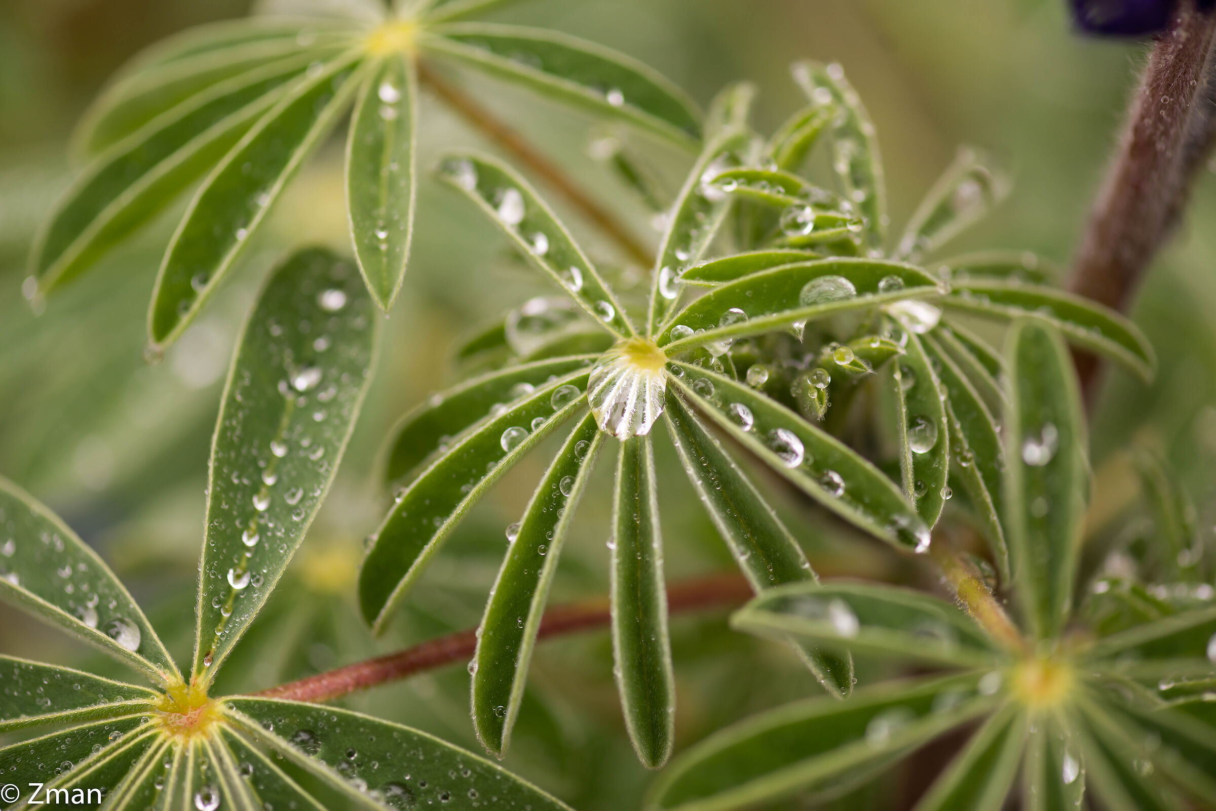 Lupin Leaves and Rain Drops