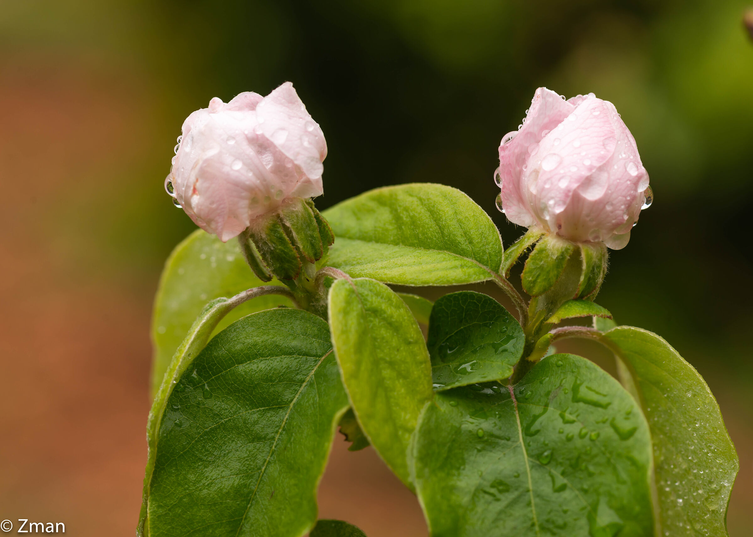 Quince Bloom and Rain Drops