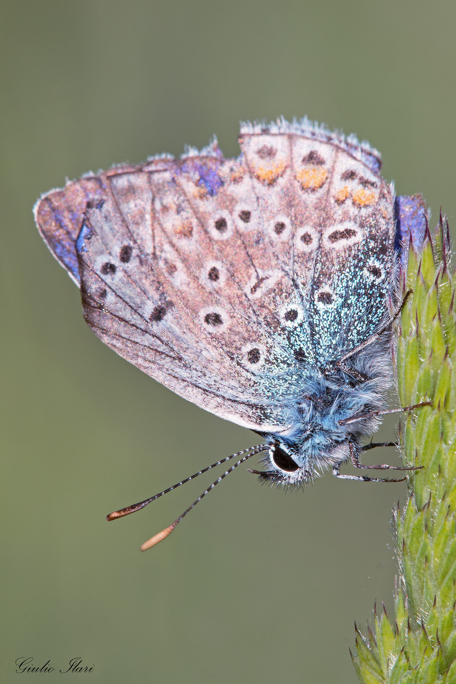 Polyommatus icarus