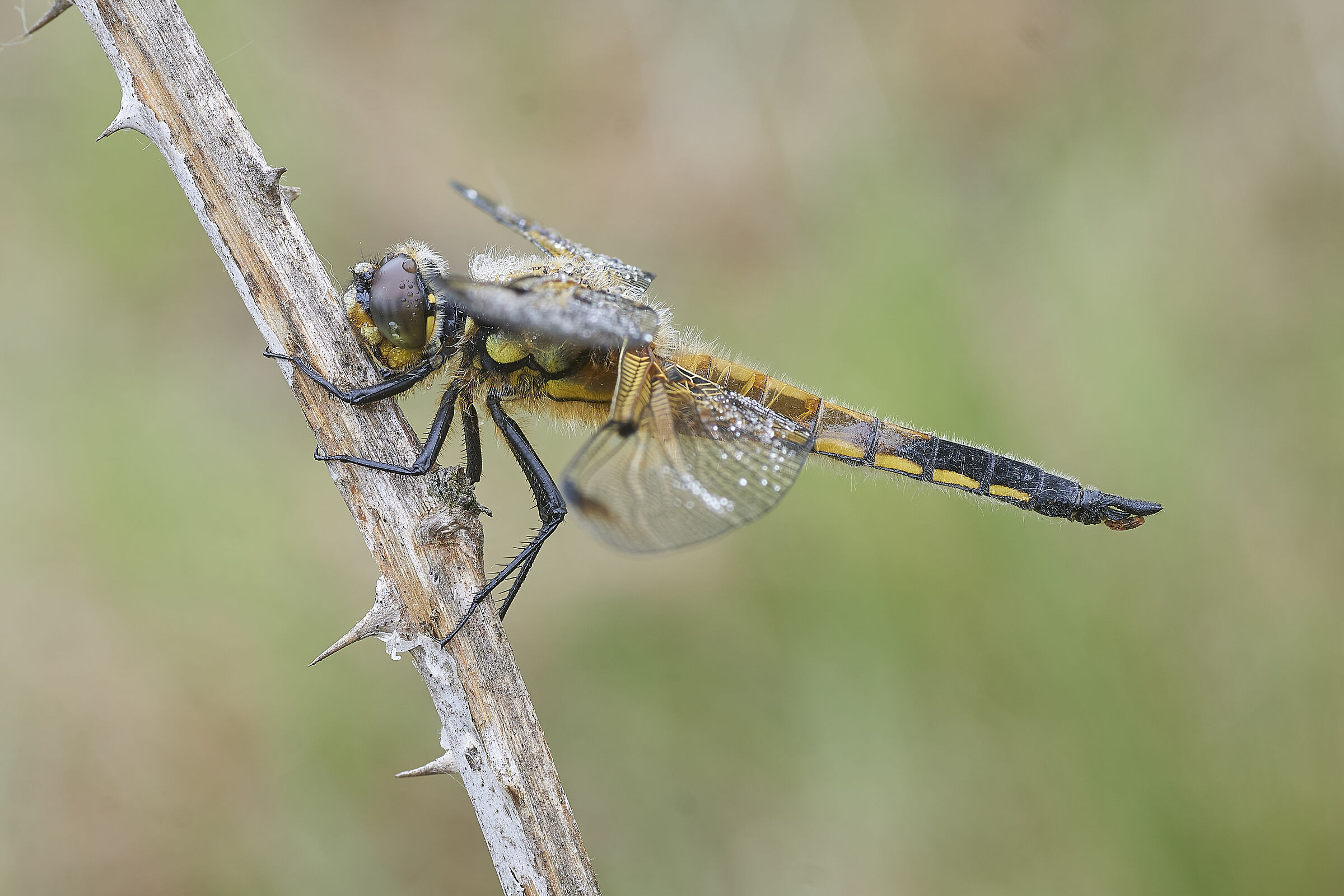 libellula quadrimaculata 2021