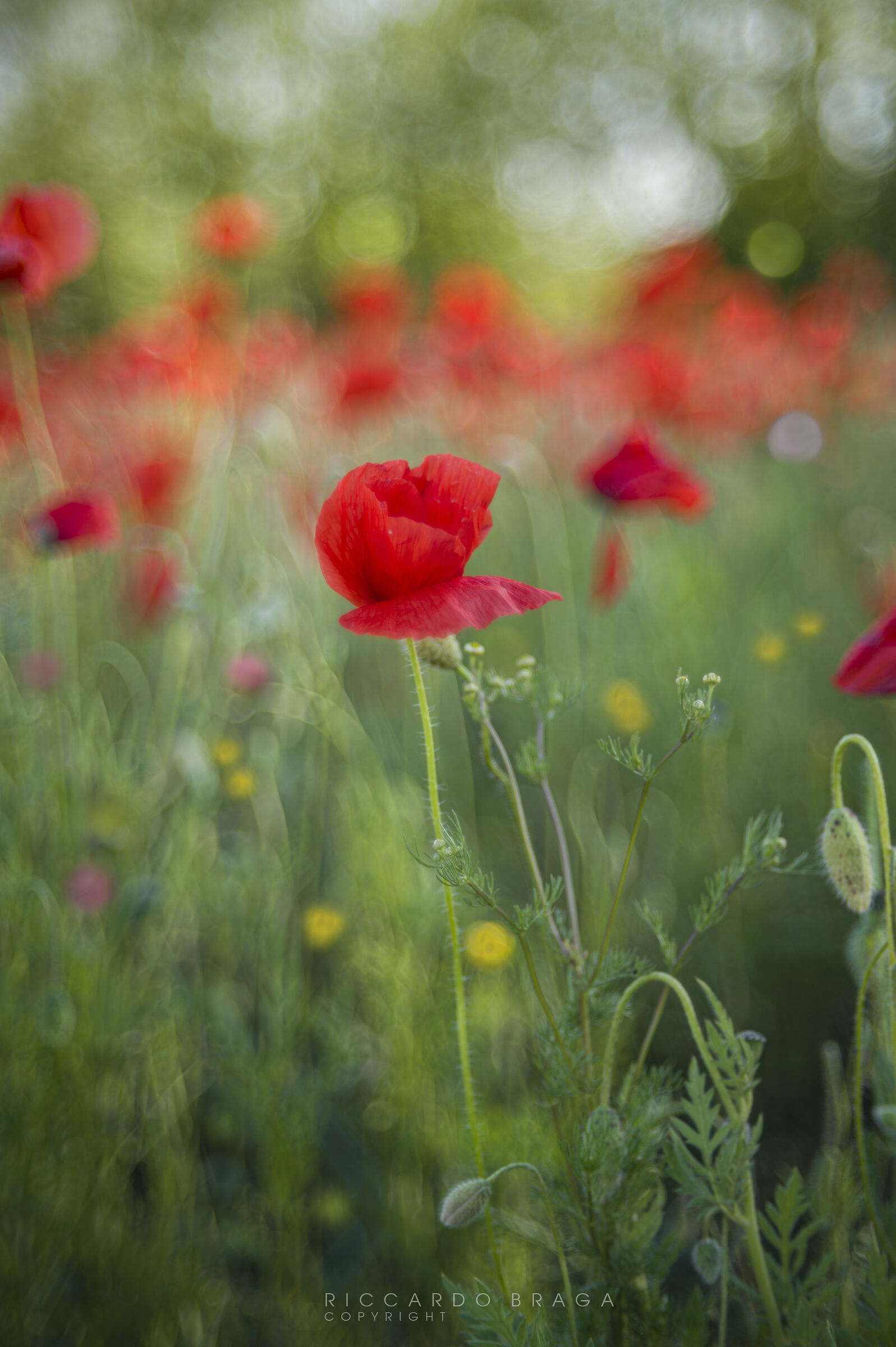 Poppies