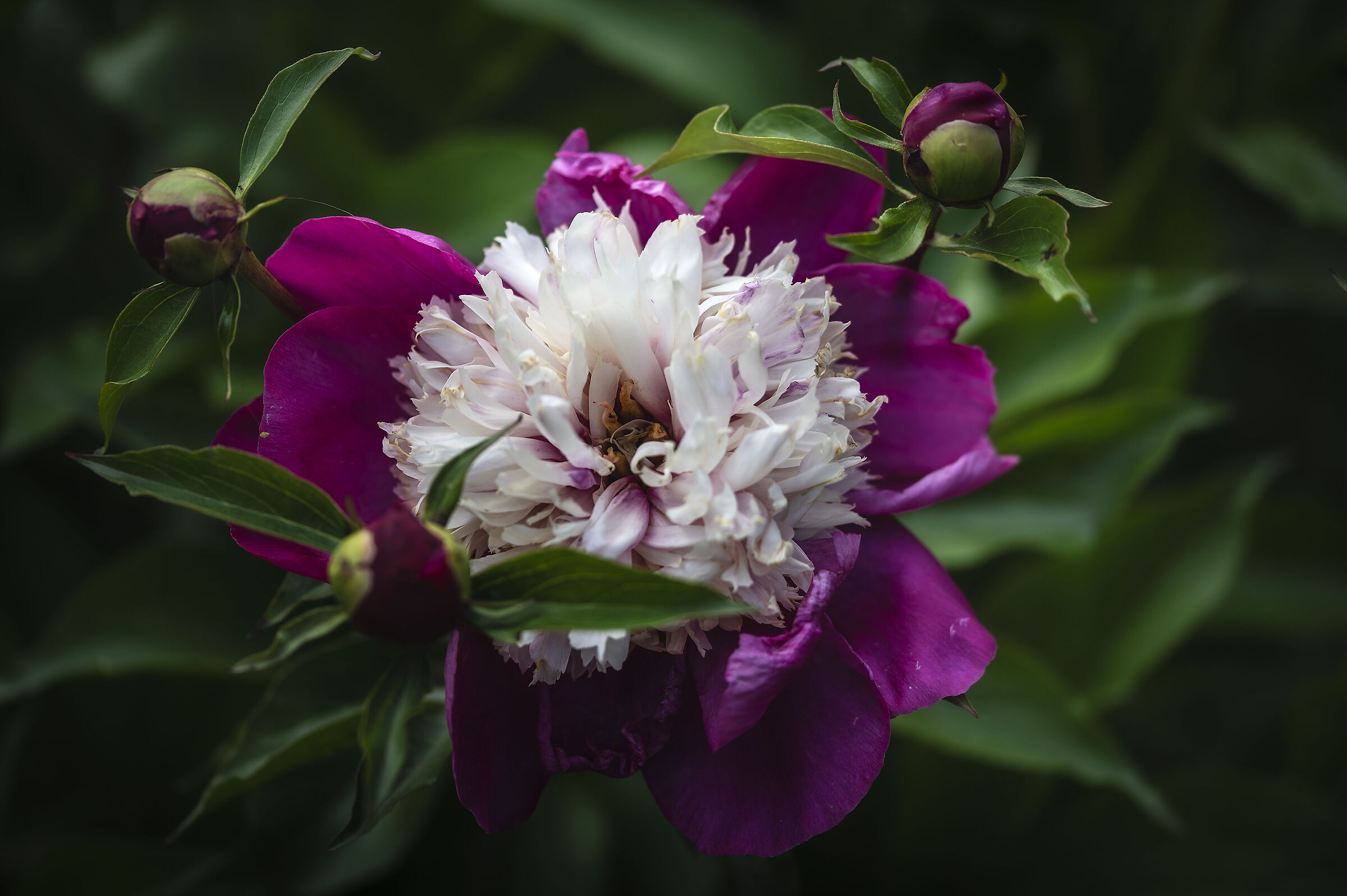 Peony in Bloom 2021