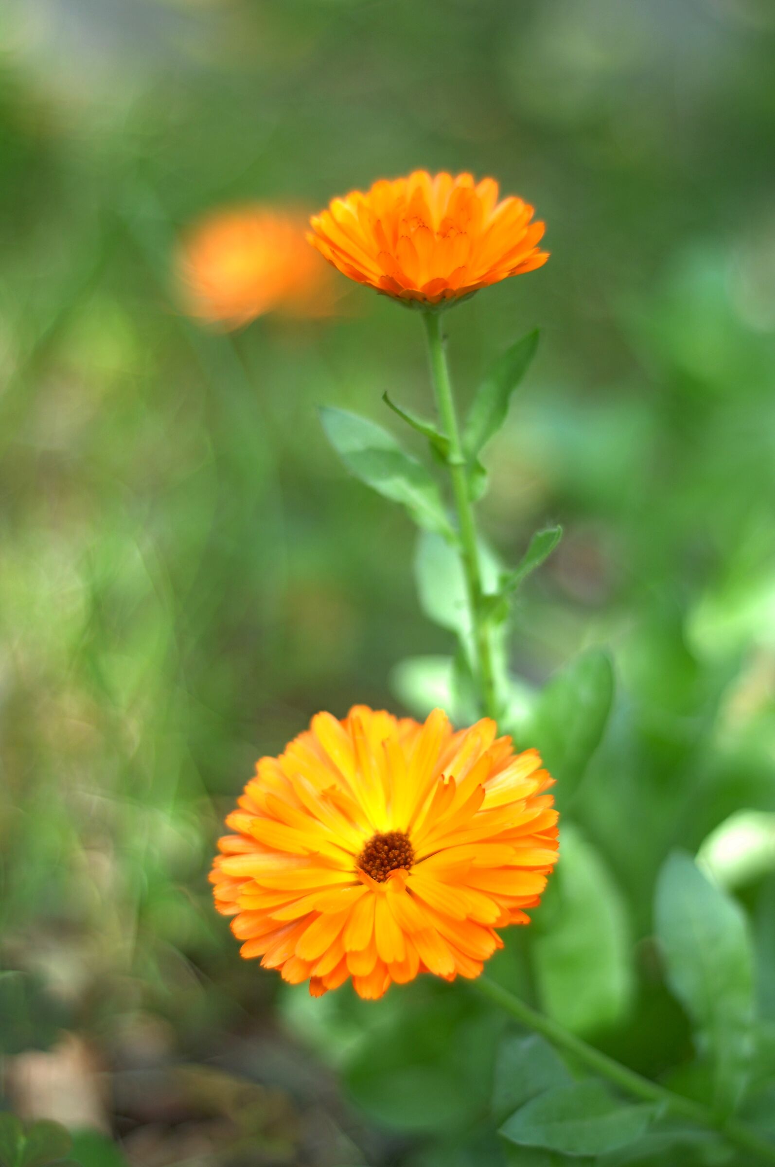 orange flower