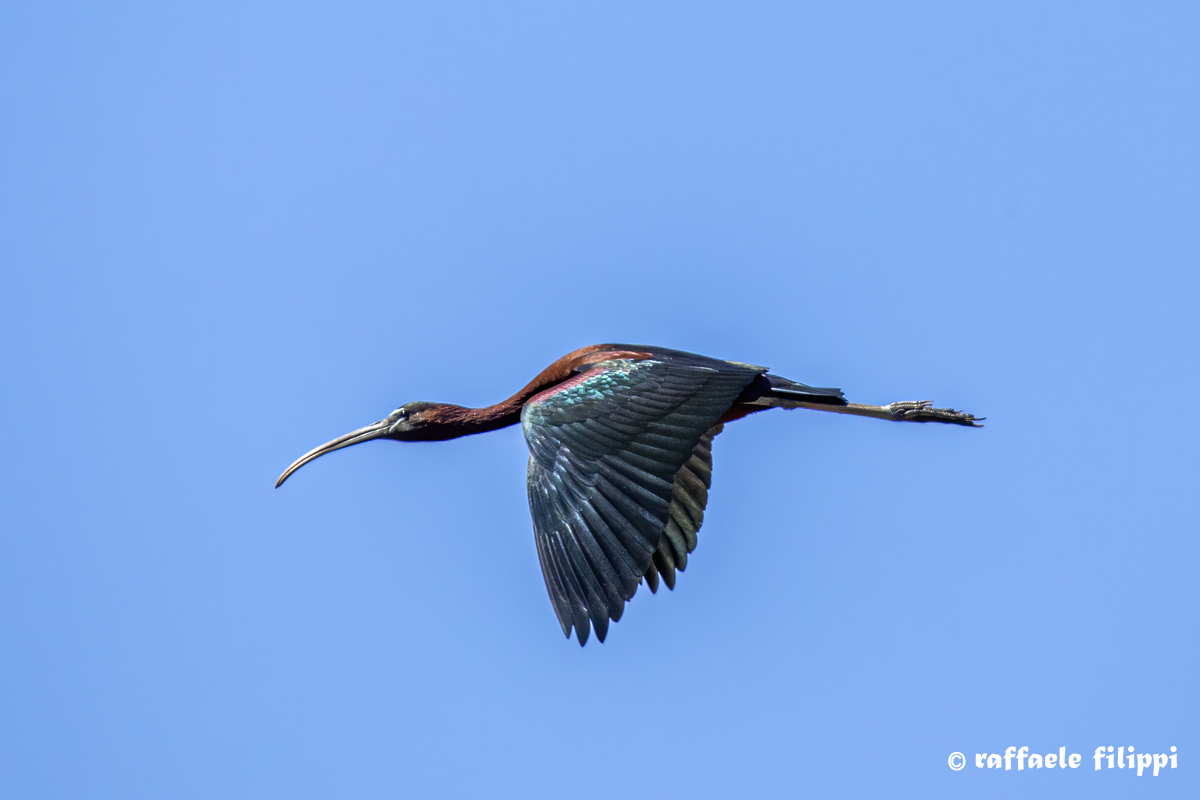 Iridescenza del Mignattaio