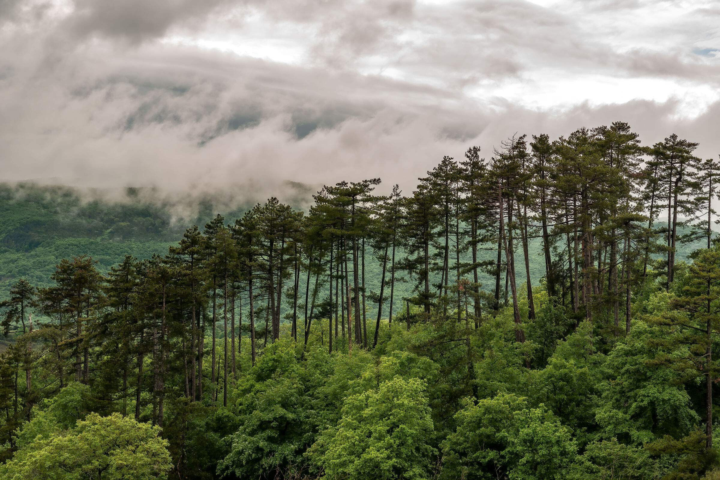 selva meana (between unbria and lazio)3