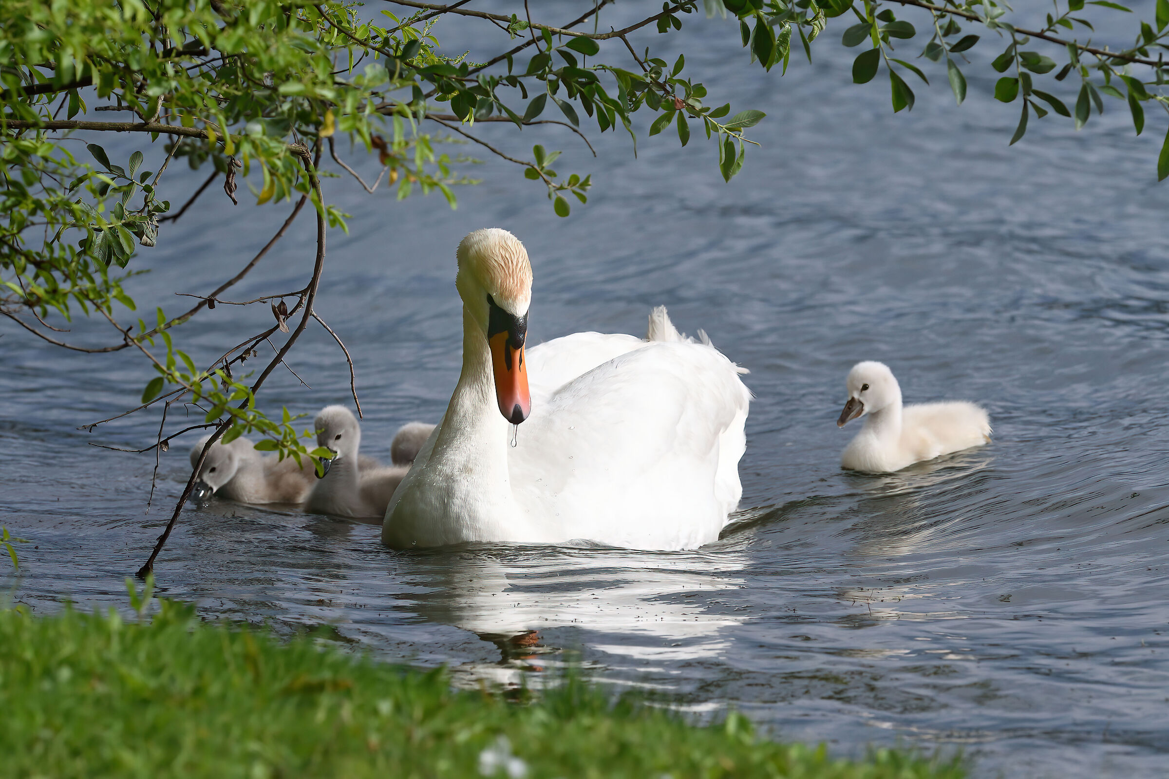 Swan with offspring