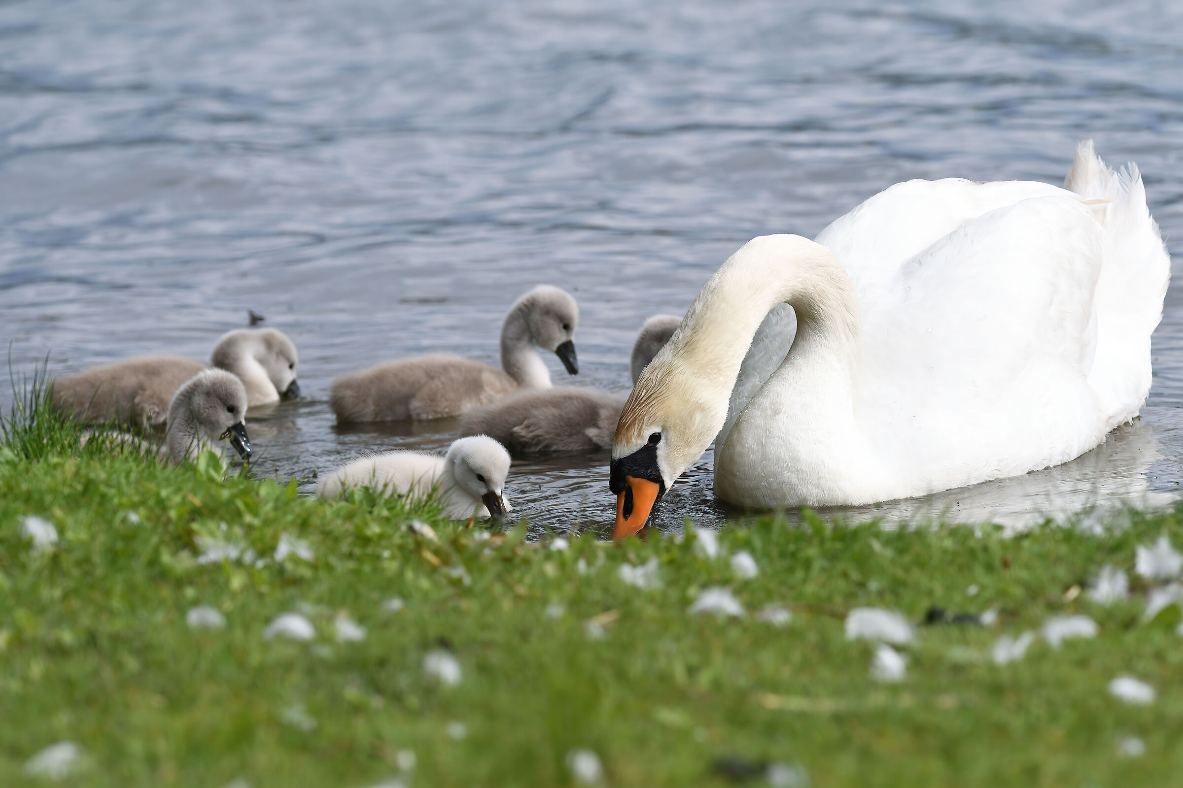 Swan with offspring