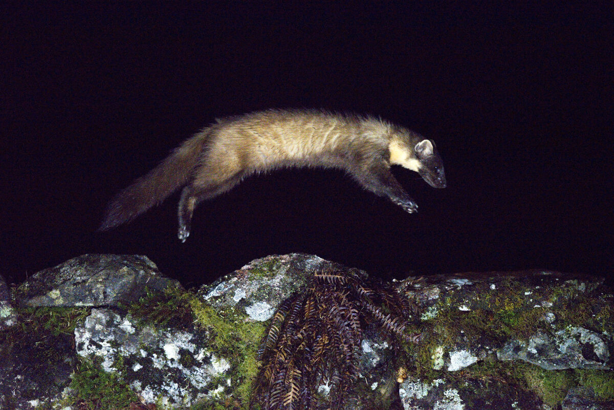 Pine Marten