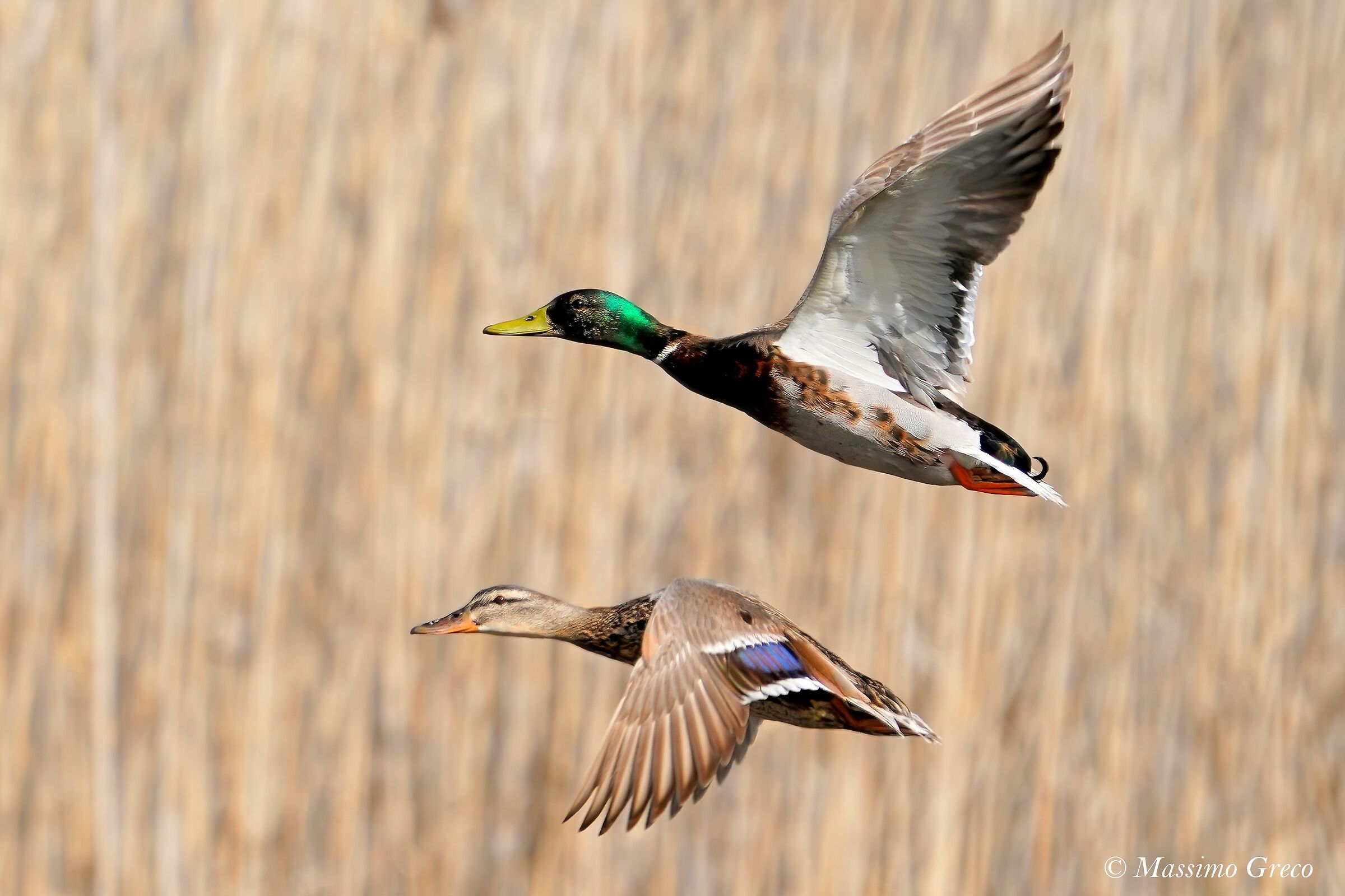 mallard