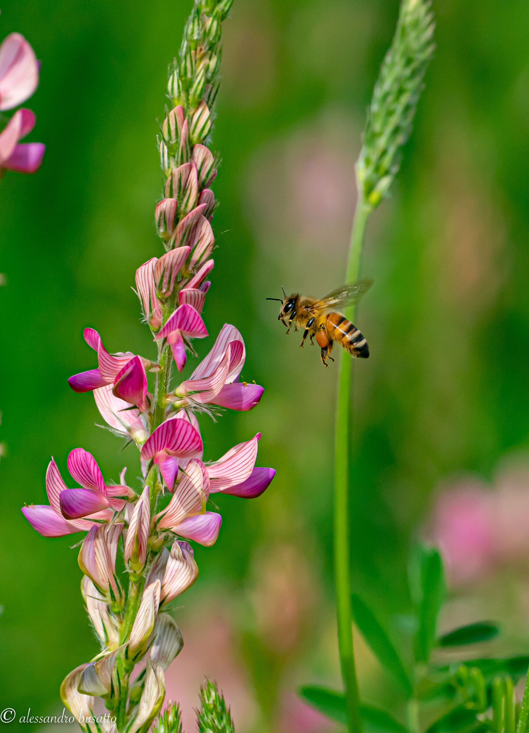 Ape su lupinella dei colli