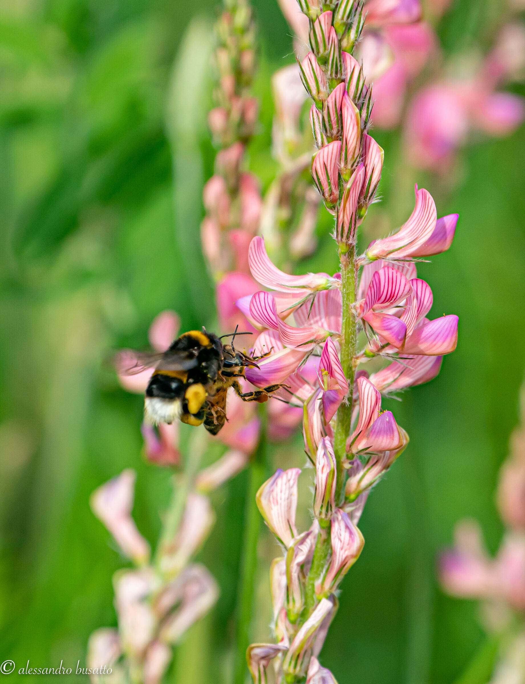 Collisione tra bombo ed ape