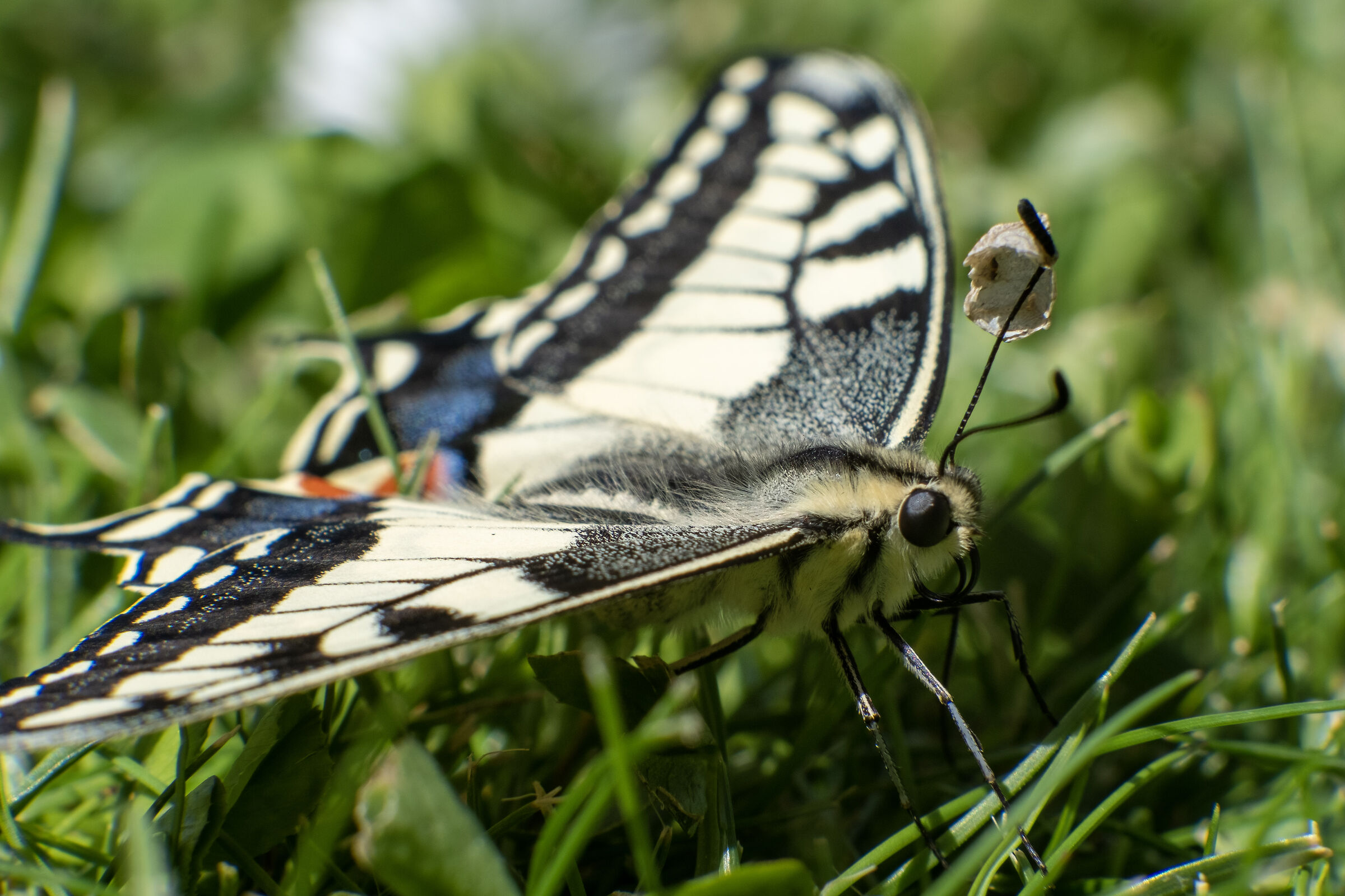 Papilio Machaon