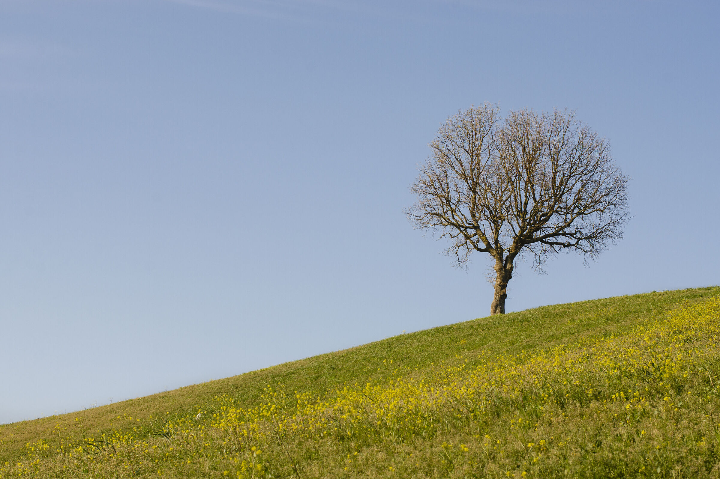 Lonely tree