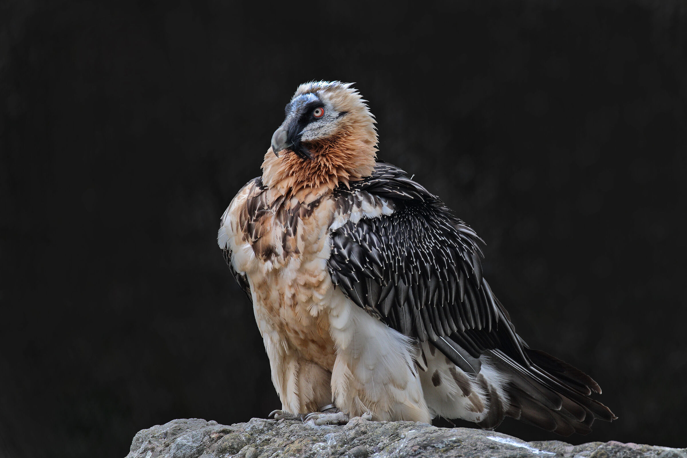Bearded Vulture