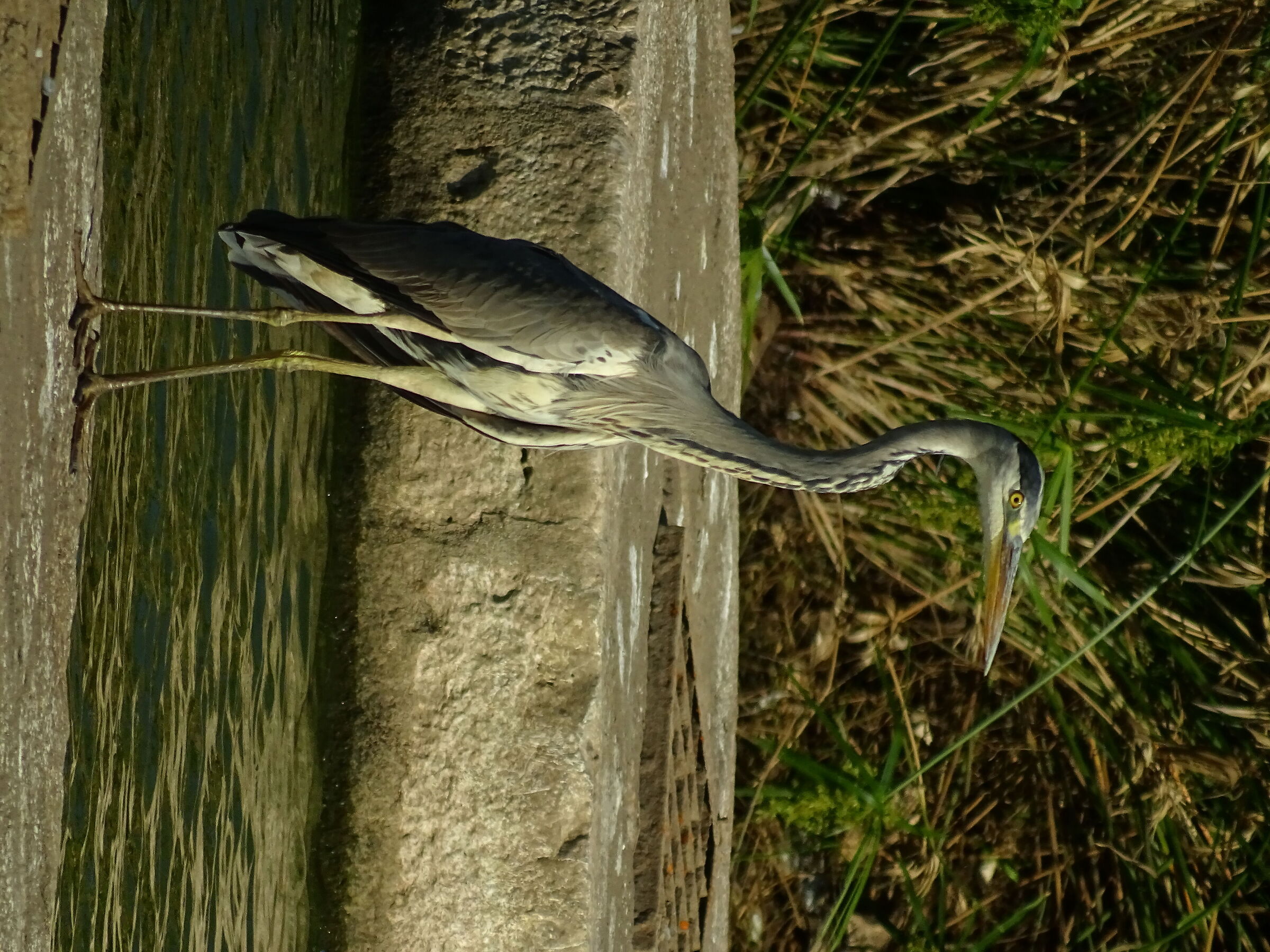 grey heron.
