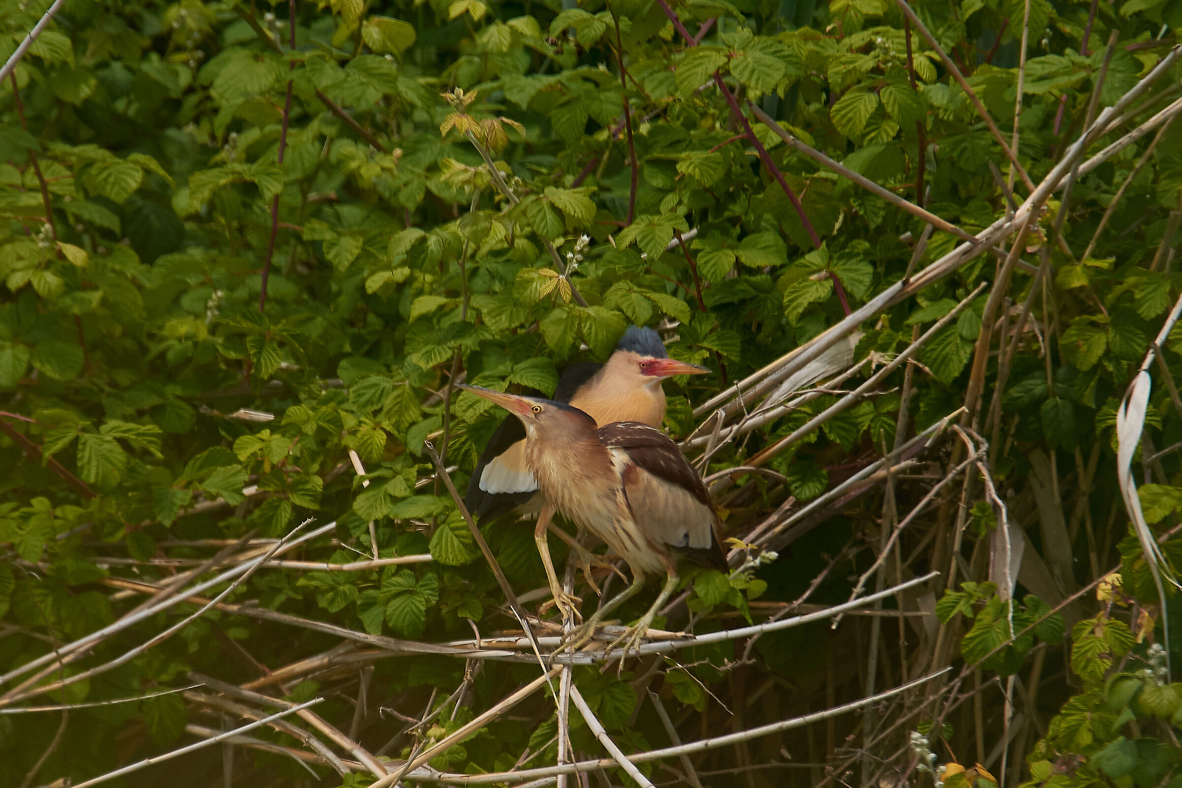 Vite intrecciate (Tarabusini coppia)