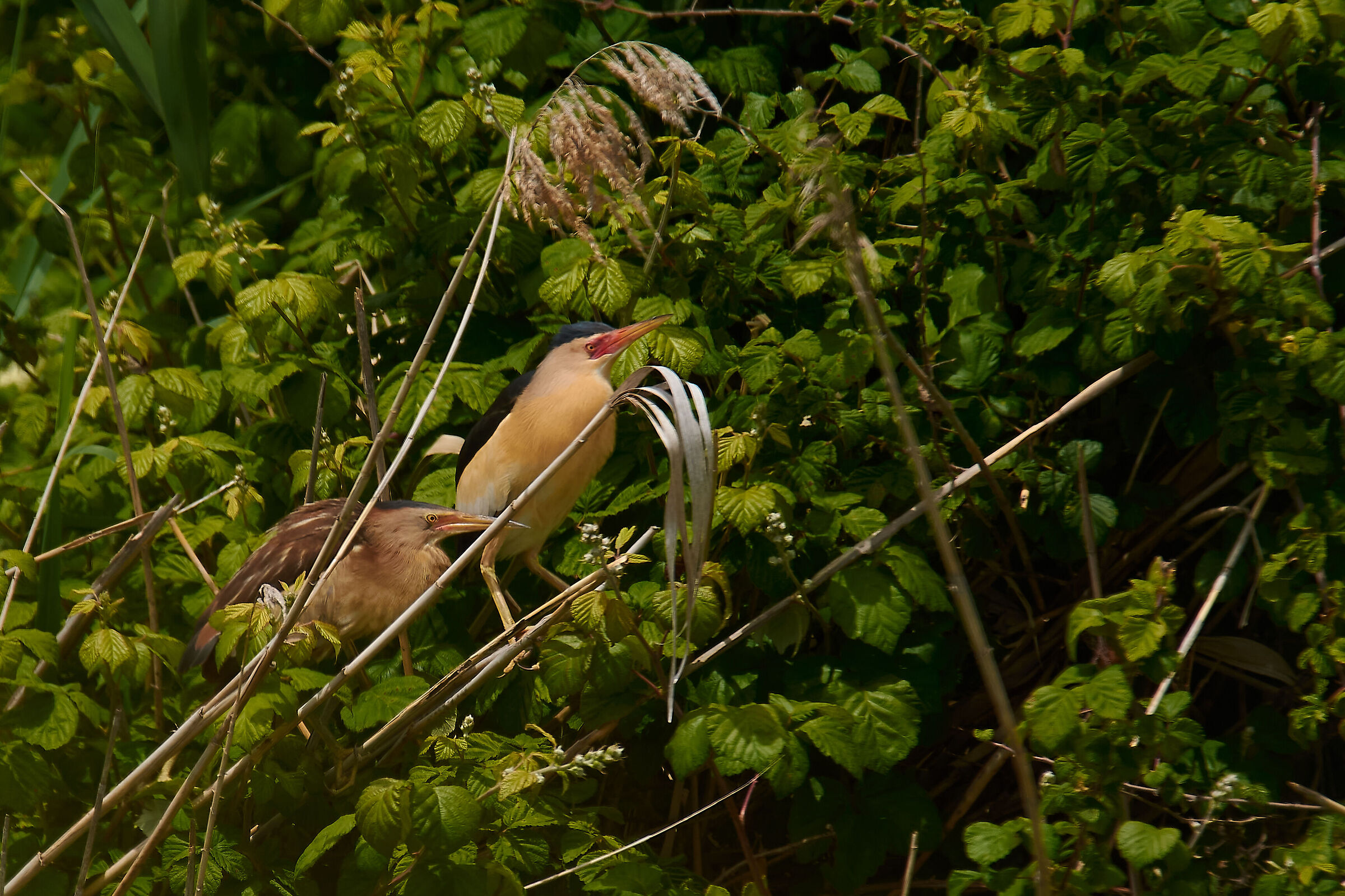 Seguimi in capo al mondo (Tarabusini coppia)