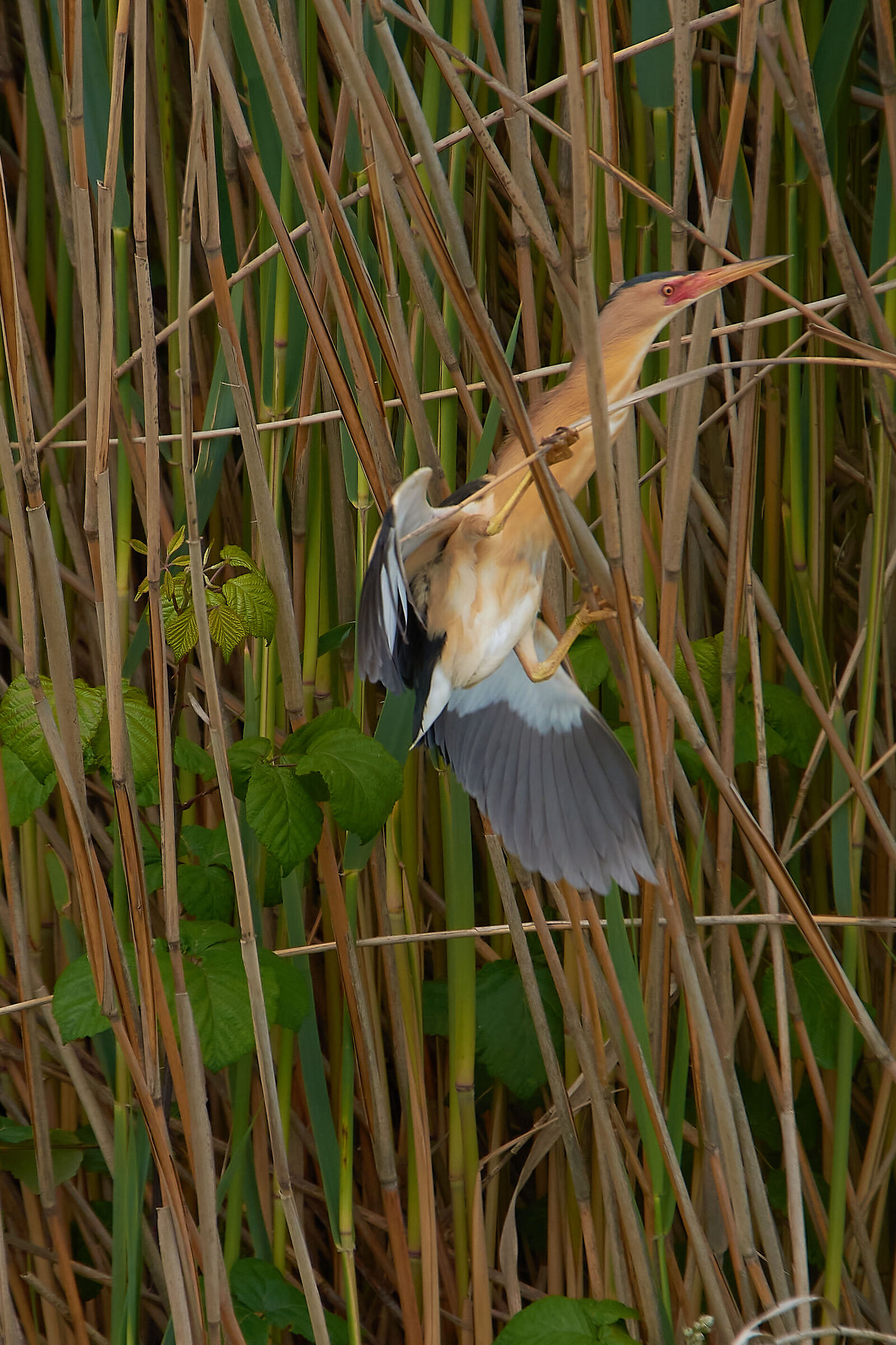 L'equilibrista. (Tarabusino maschio)