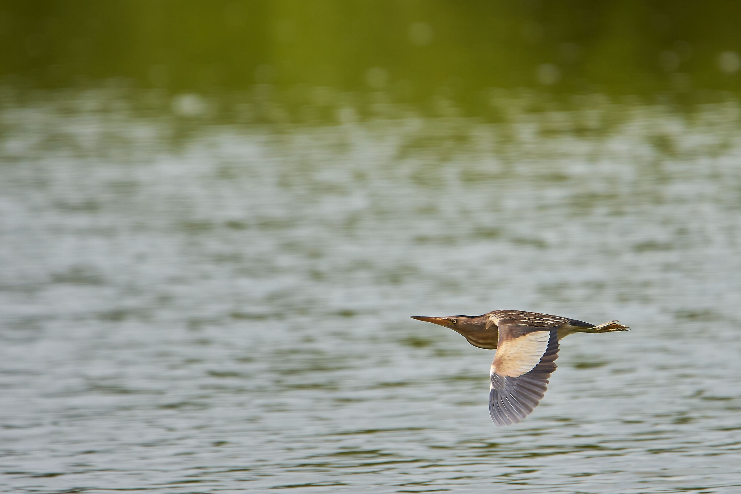Female tarabusino in flight