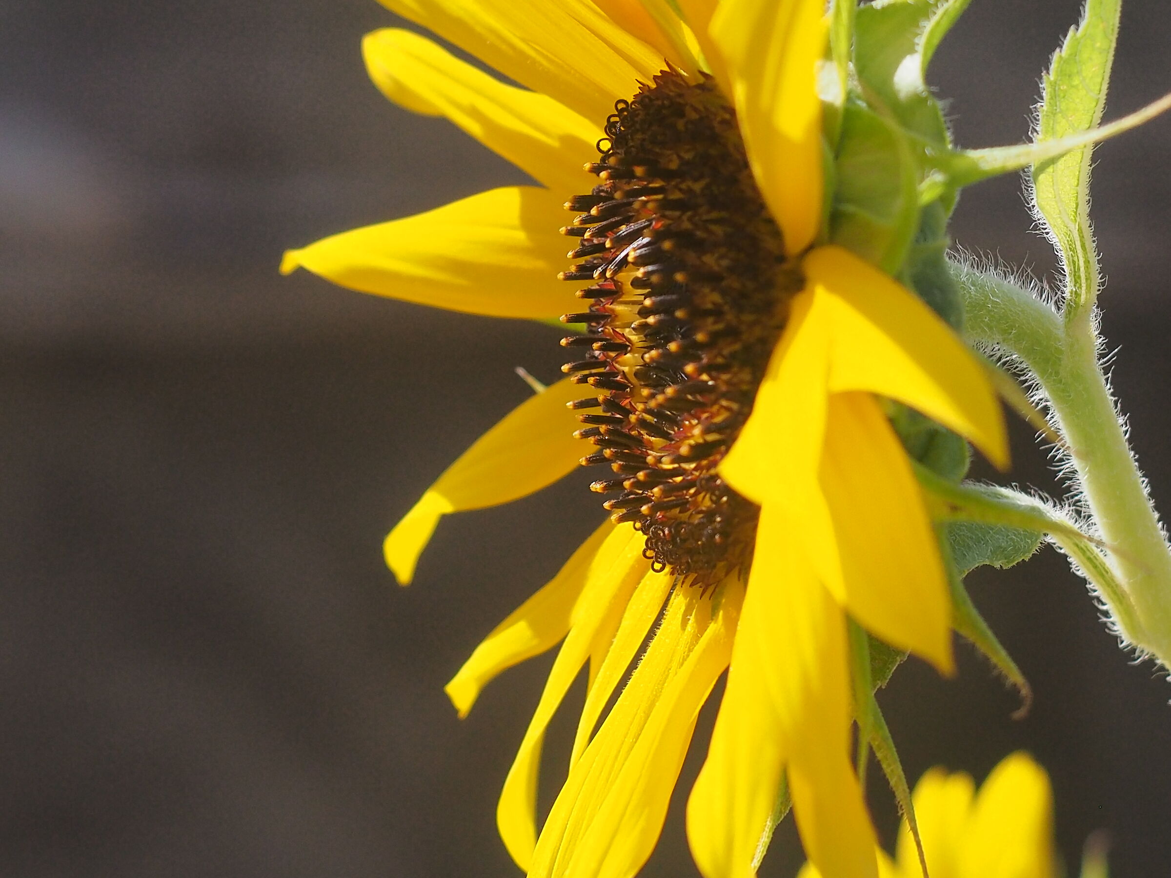 profilo di un girasole