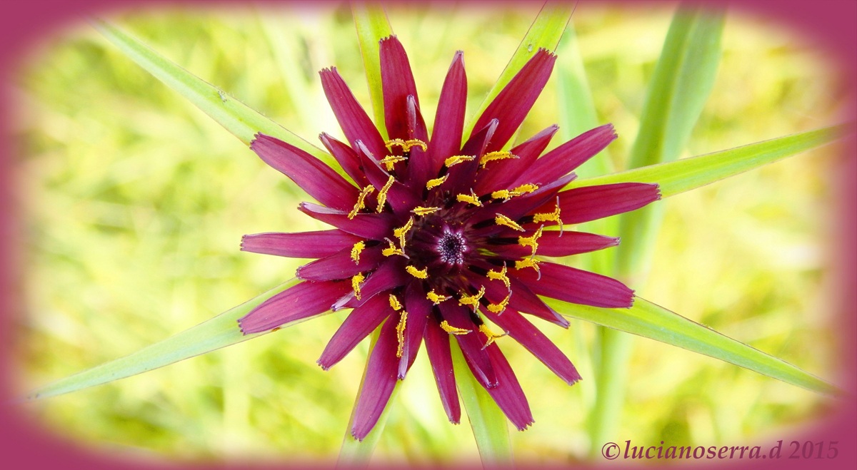 Barba di becco variante violetta