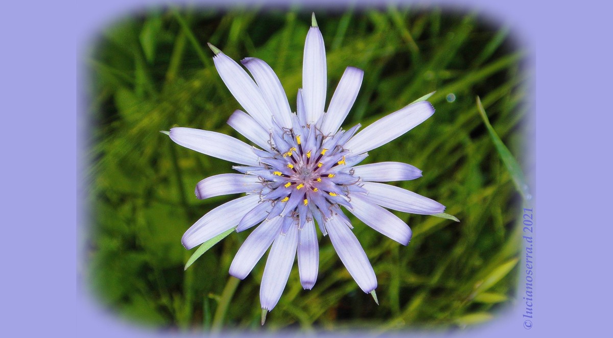 Barba di becco variante violetta