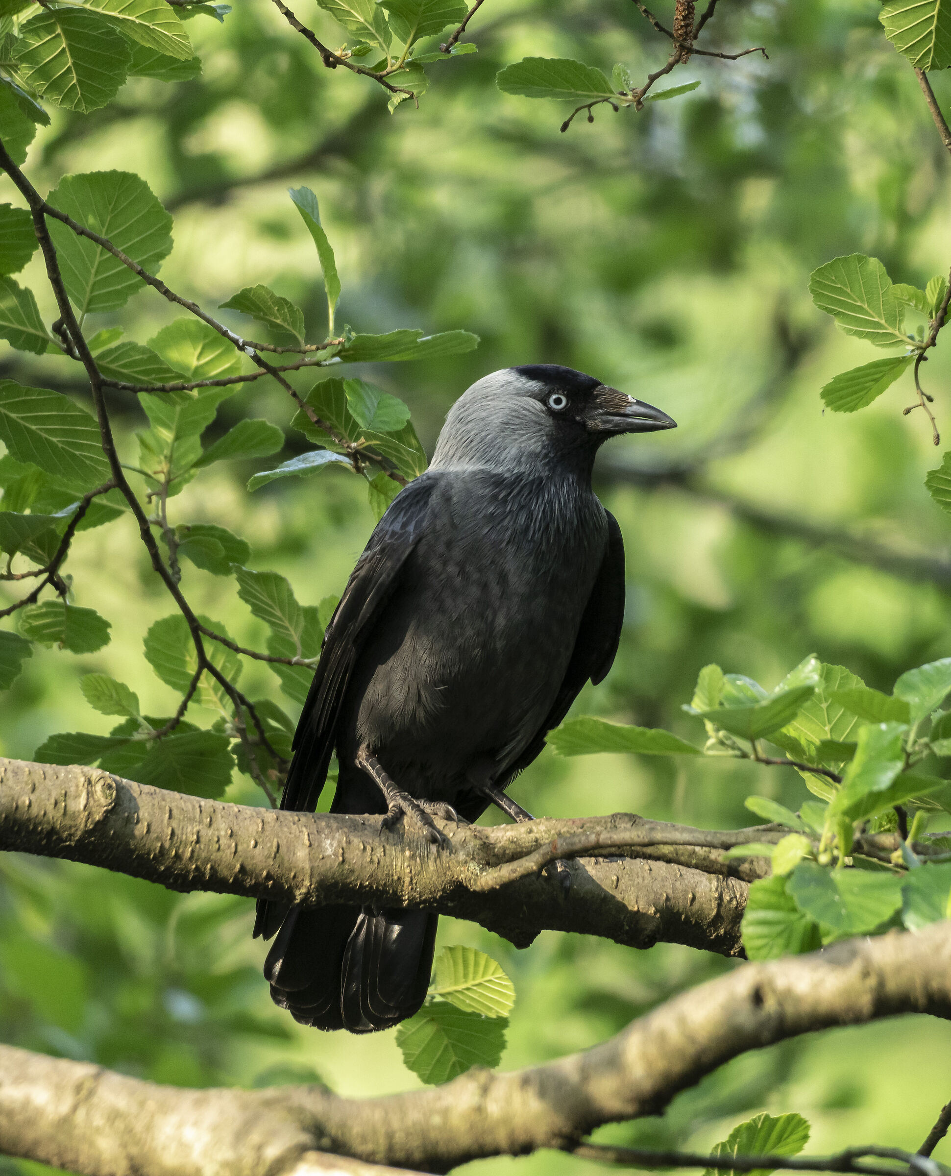 jackdaw
