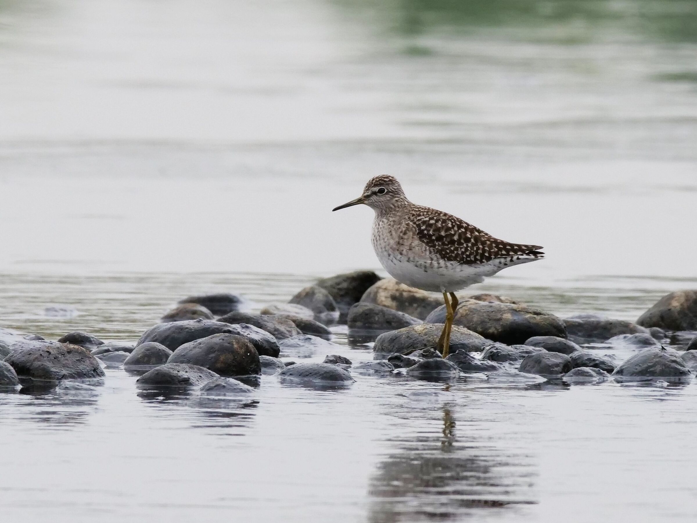 Piro piro boschereccio (Tringa glareola)