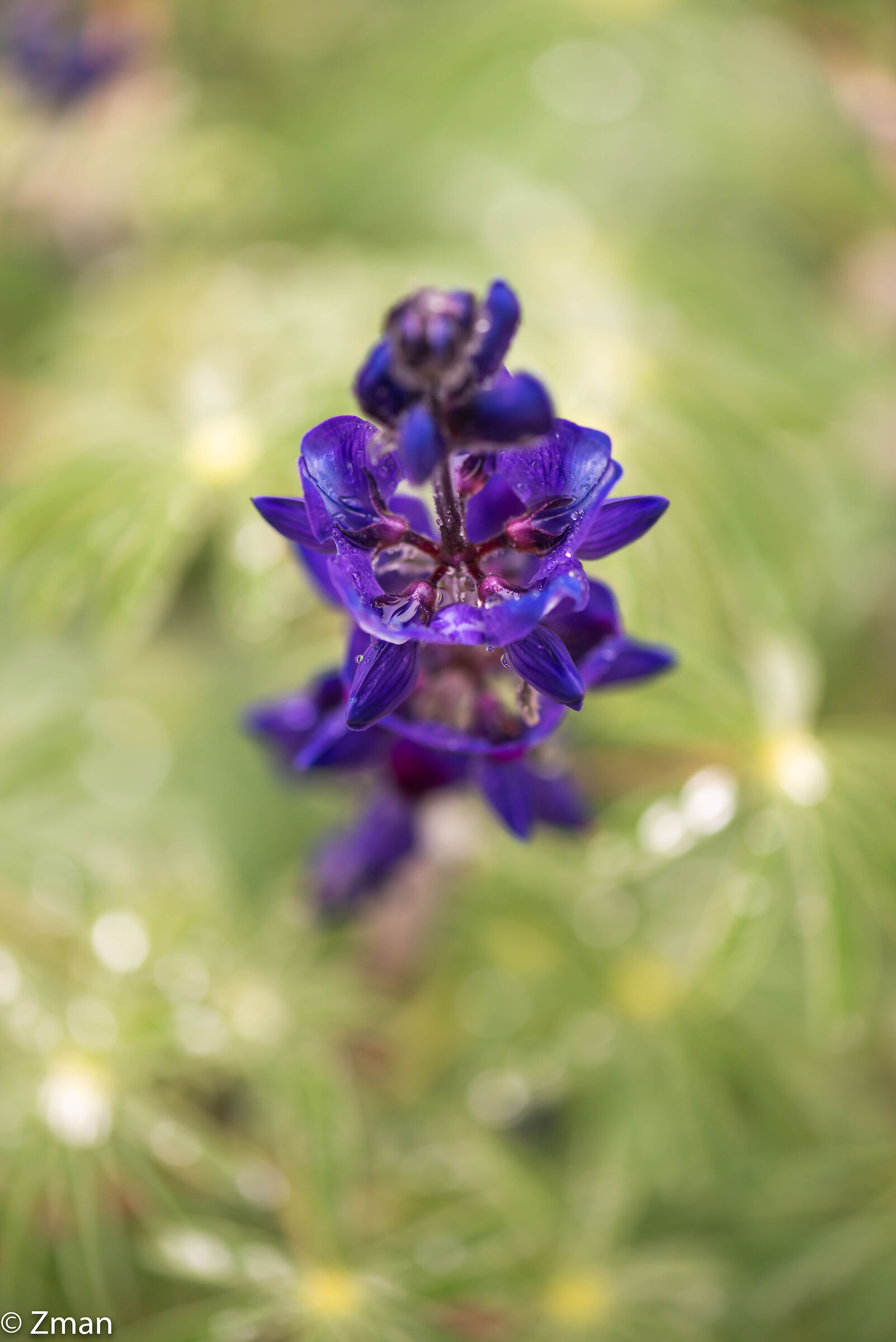 Lupin Bloom