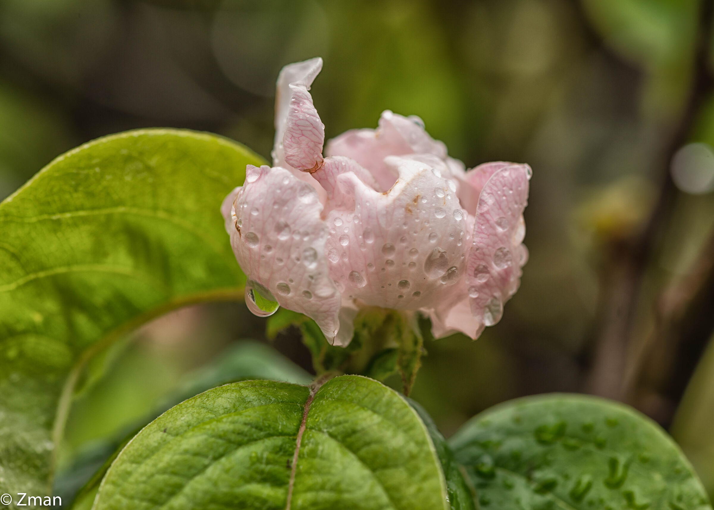 Quince Blooms And Water drops