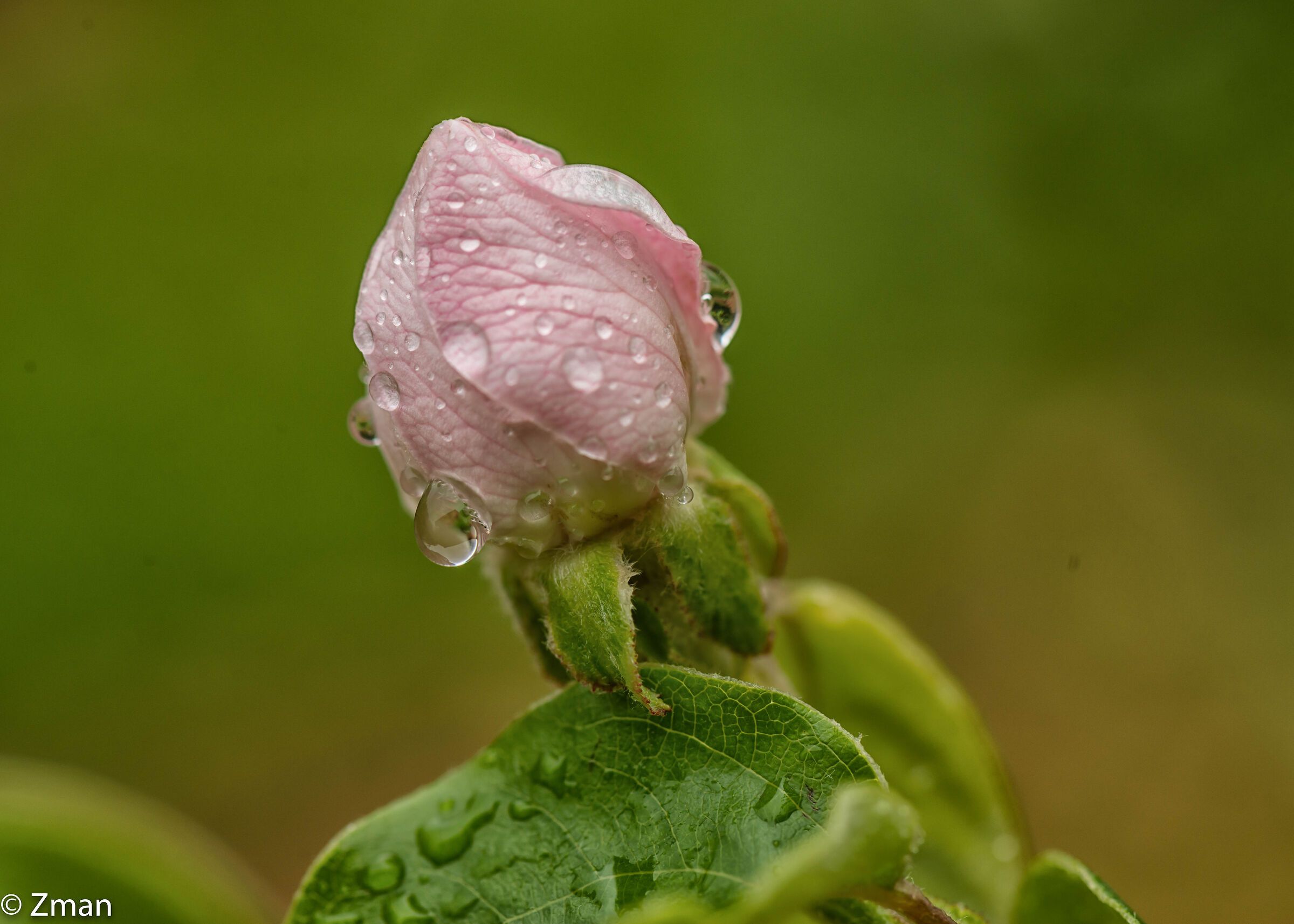 Quince Blooms And Water drops