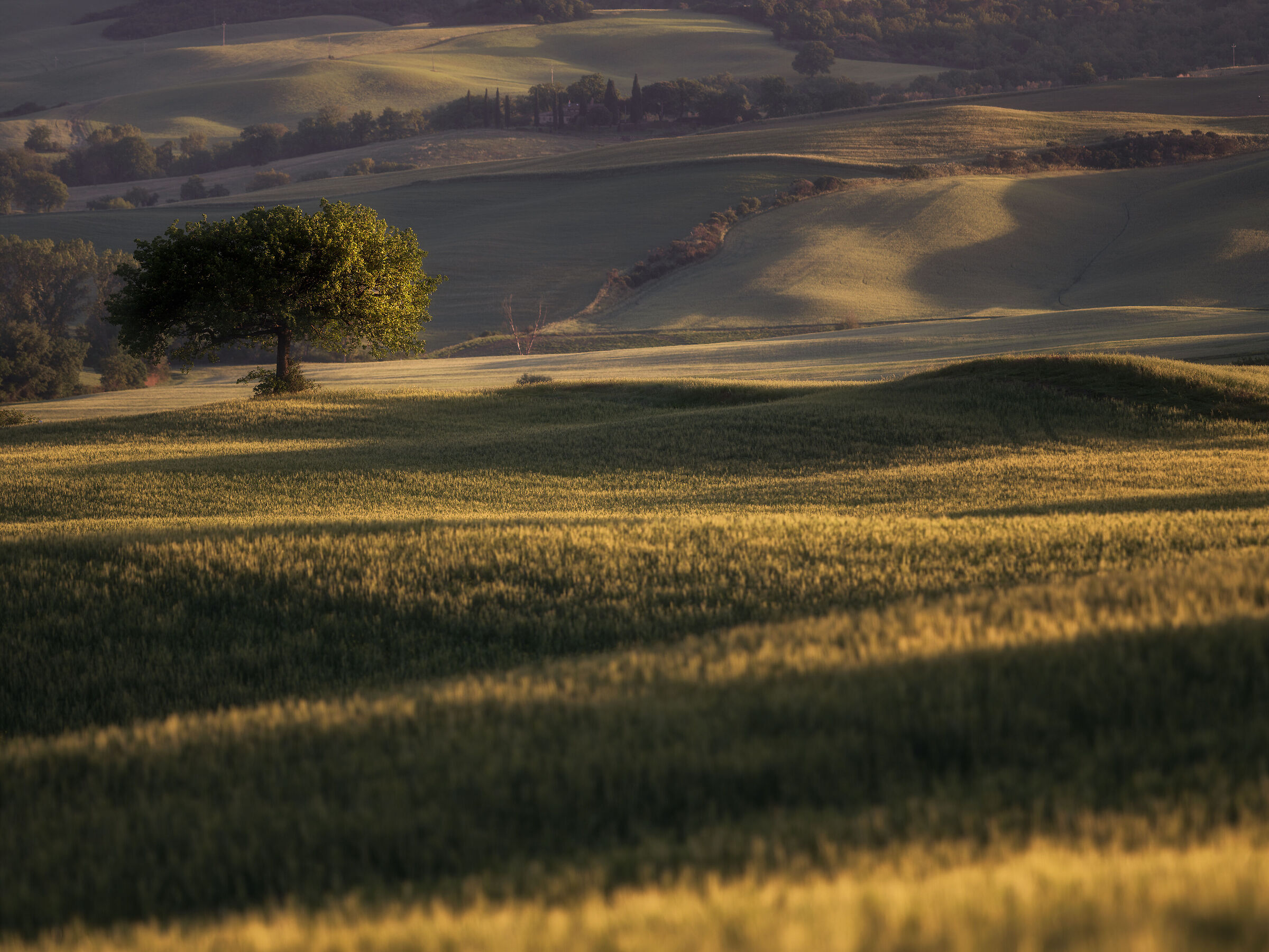 Albero bell'albero piante in tal pre
