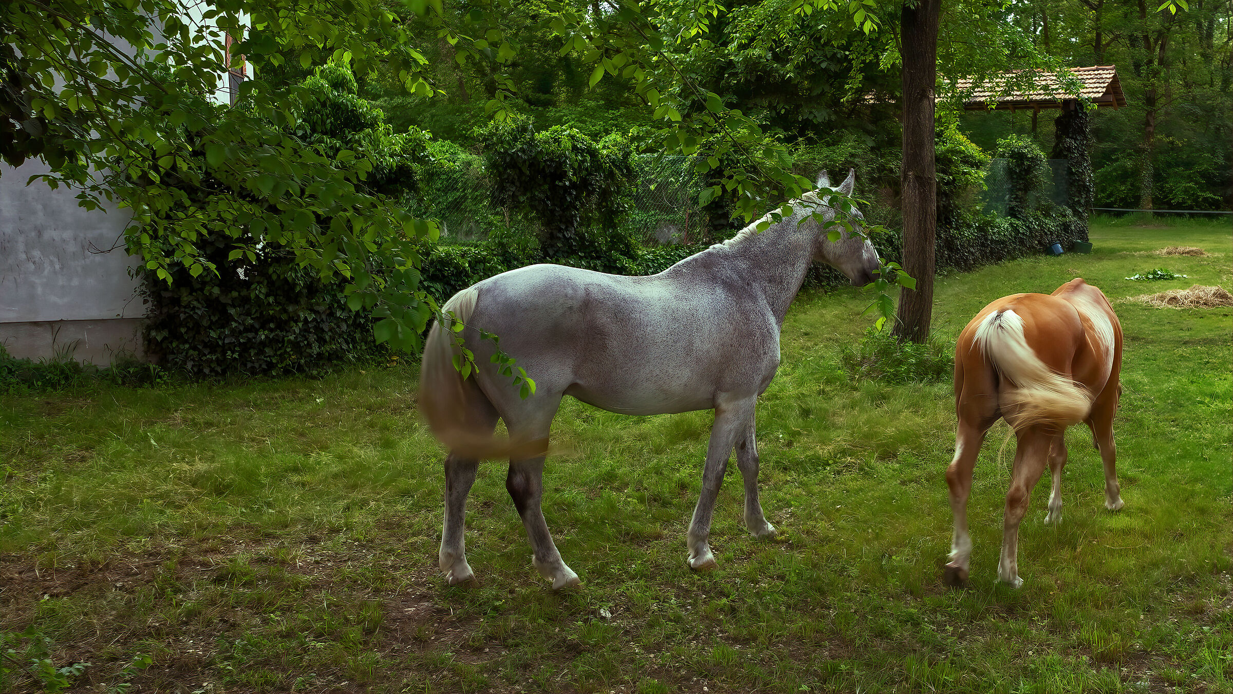 Sciolgo le trecce e i cavalli