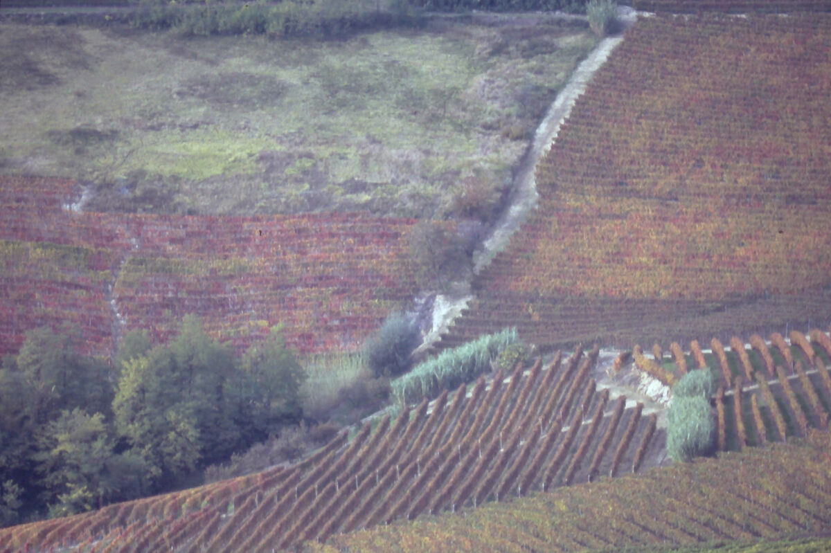 Panorama on film 1