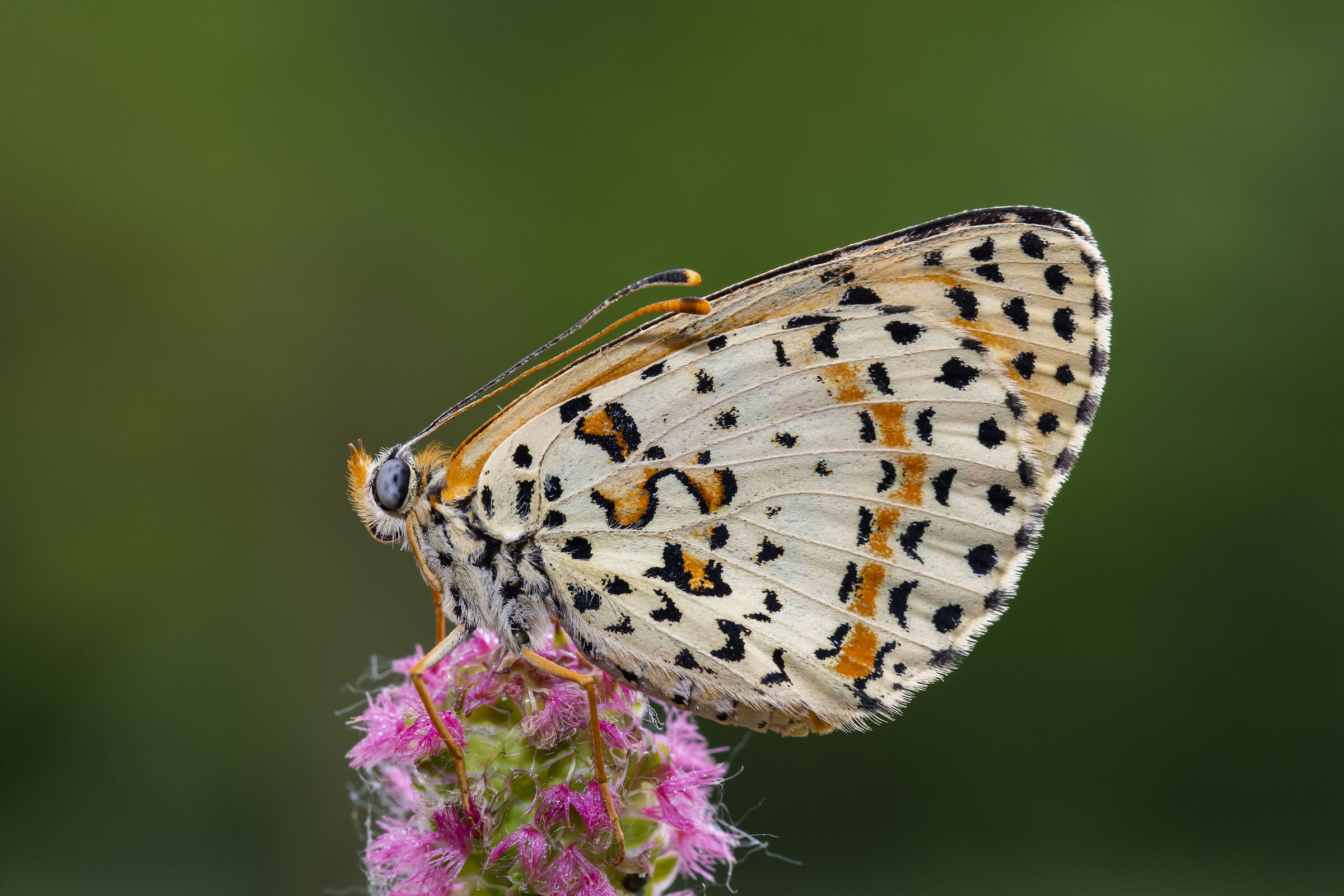 Melitaea didyma