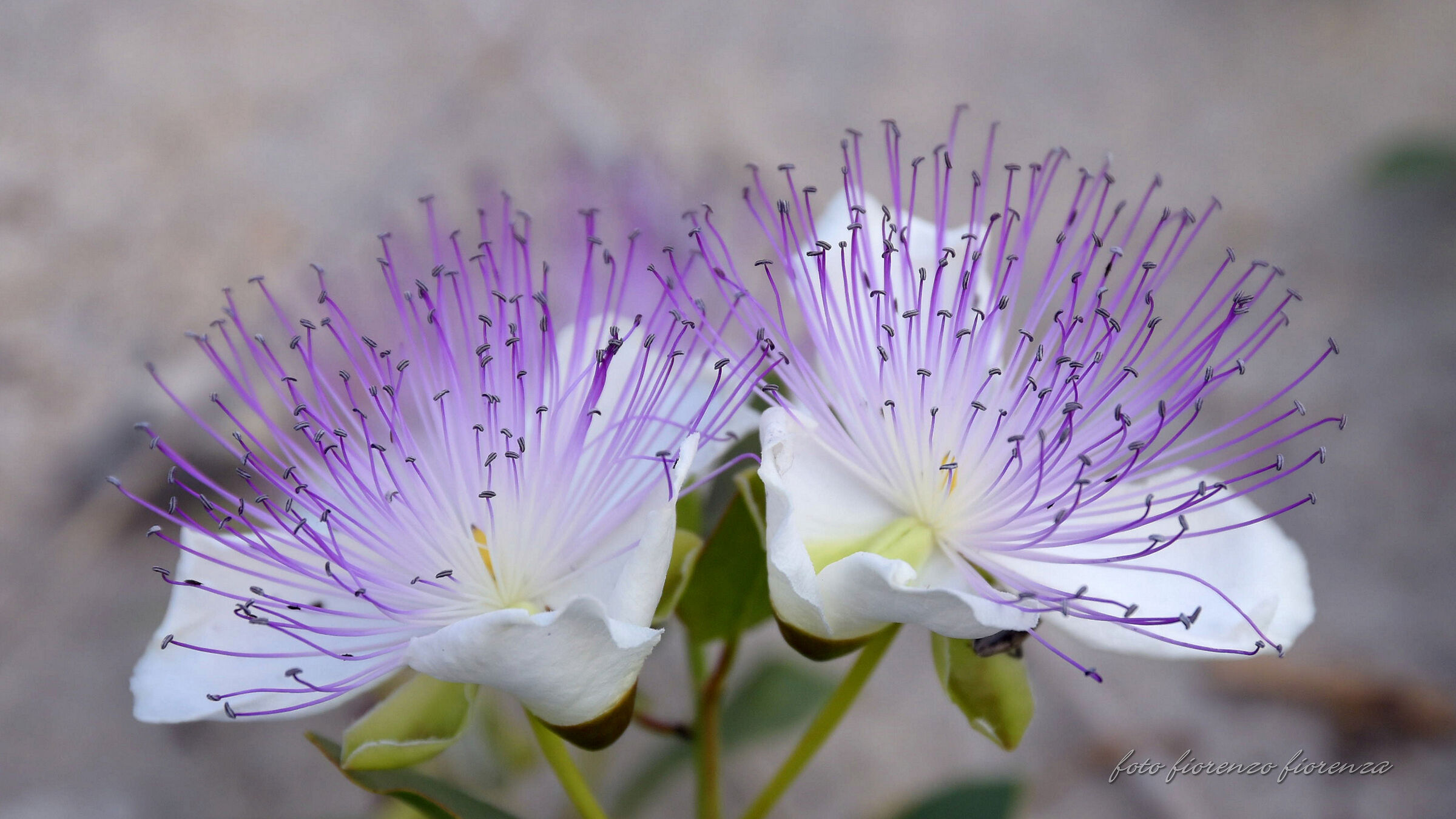 caper flowers