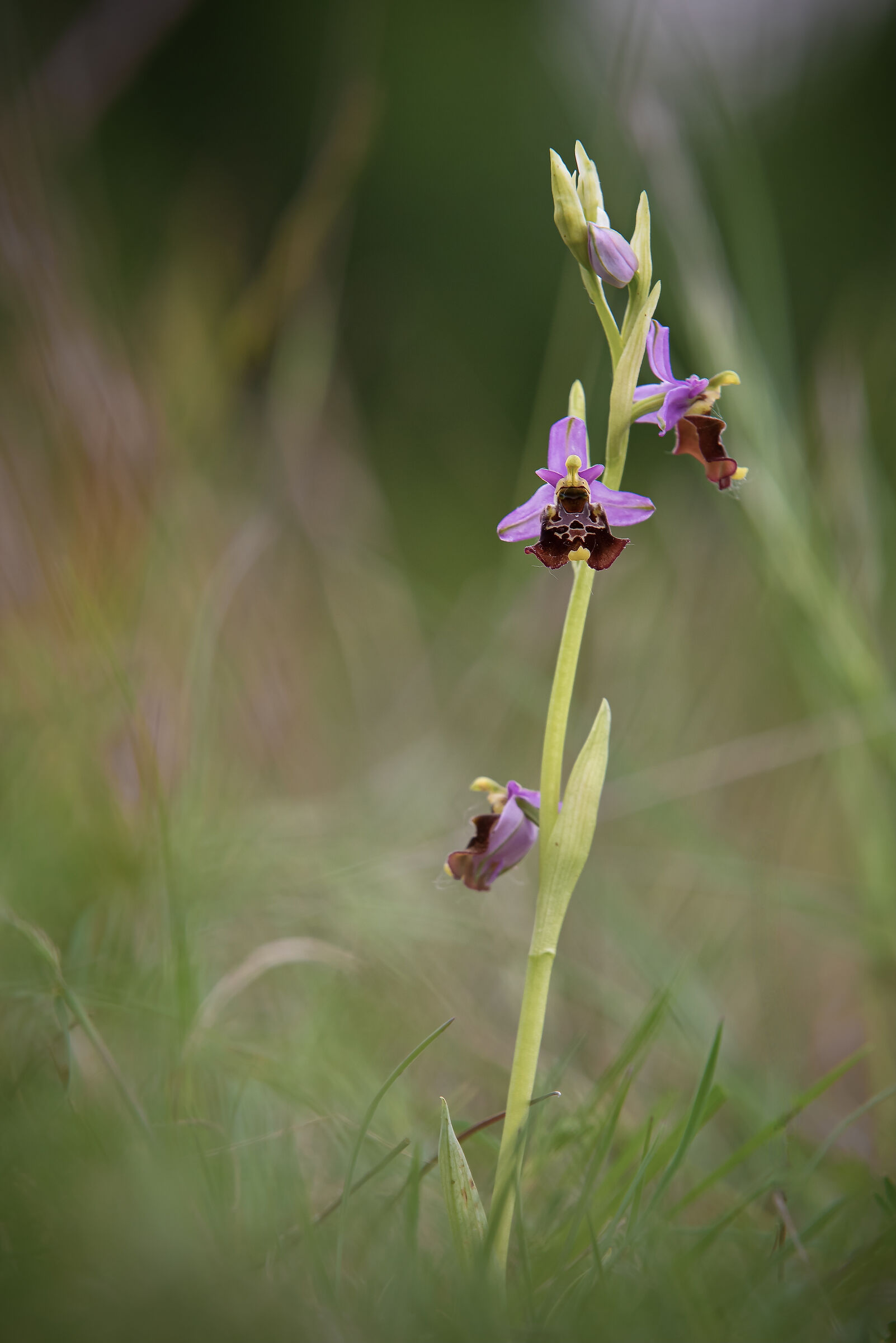 Holoserice's ophrys