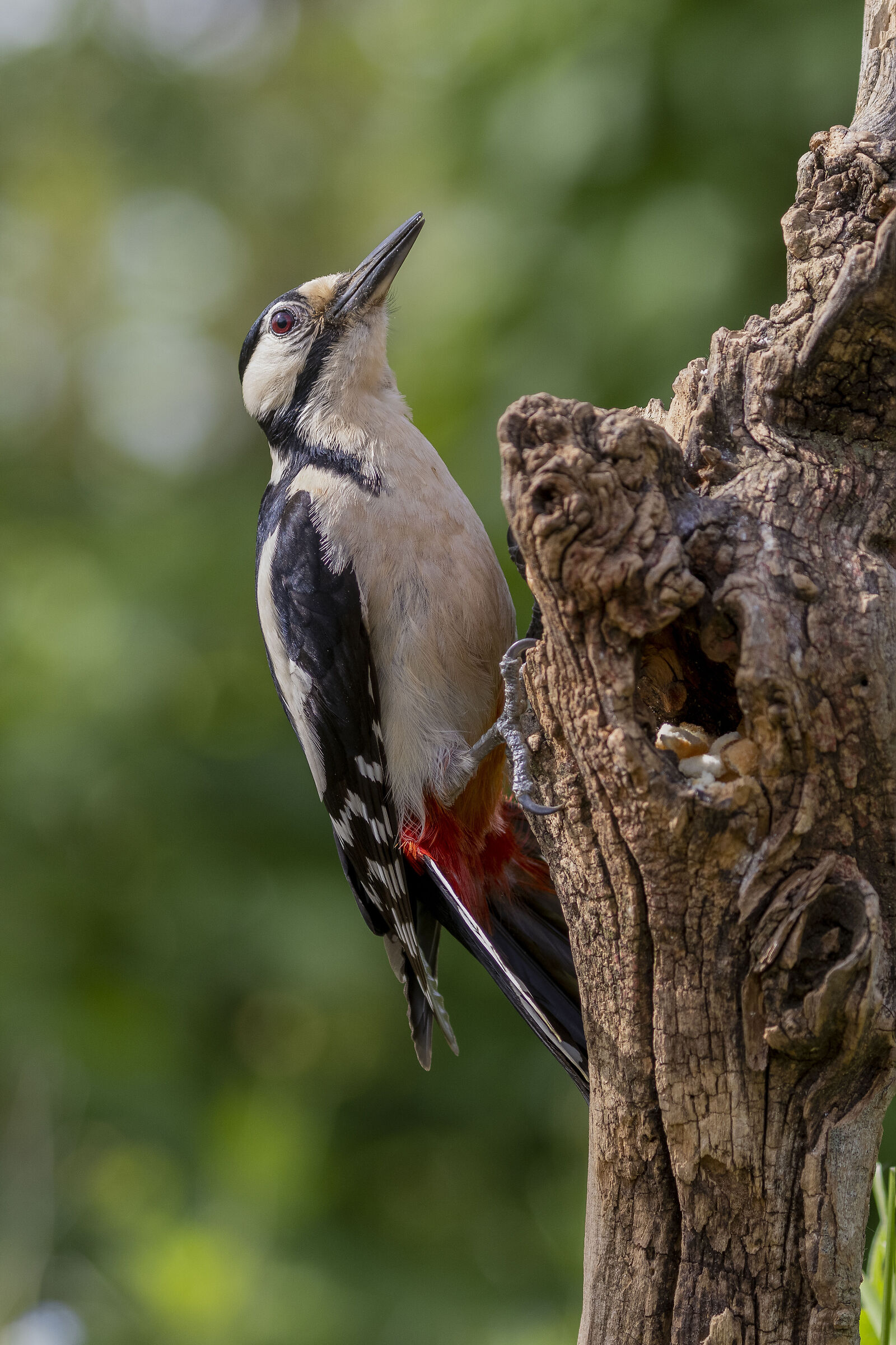 Greater Red Woodpecker