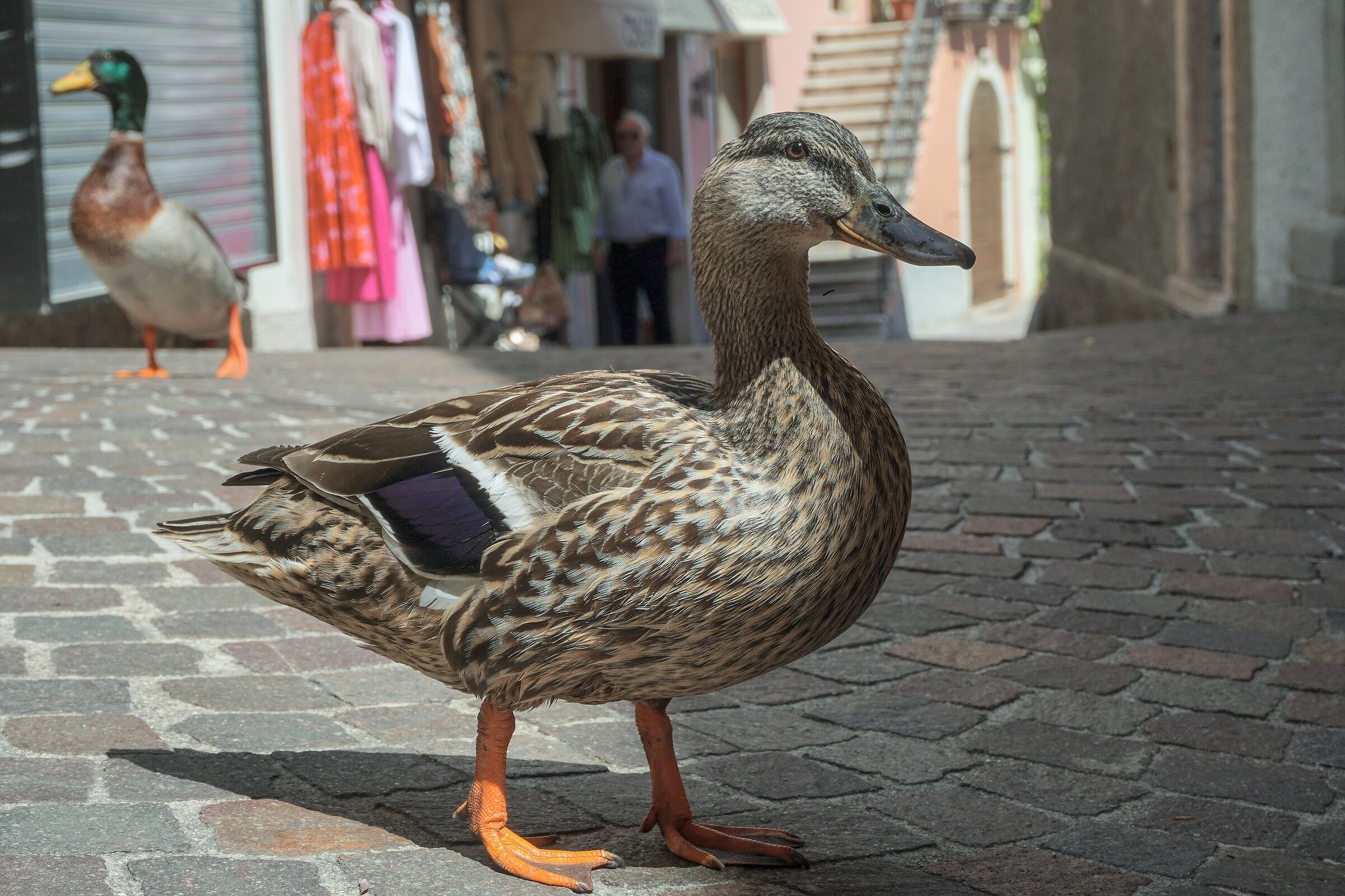 Tourists at the time of Covid19 - Limone del Garda