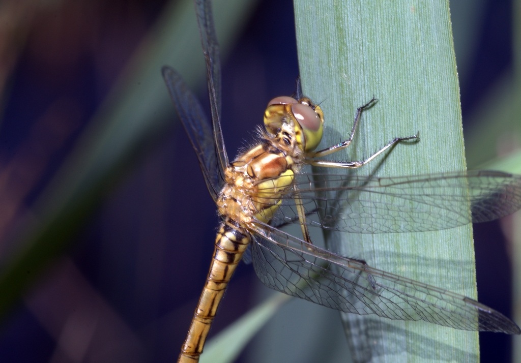 Sympetrum Foscolombii
