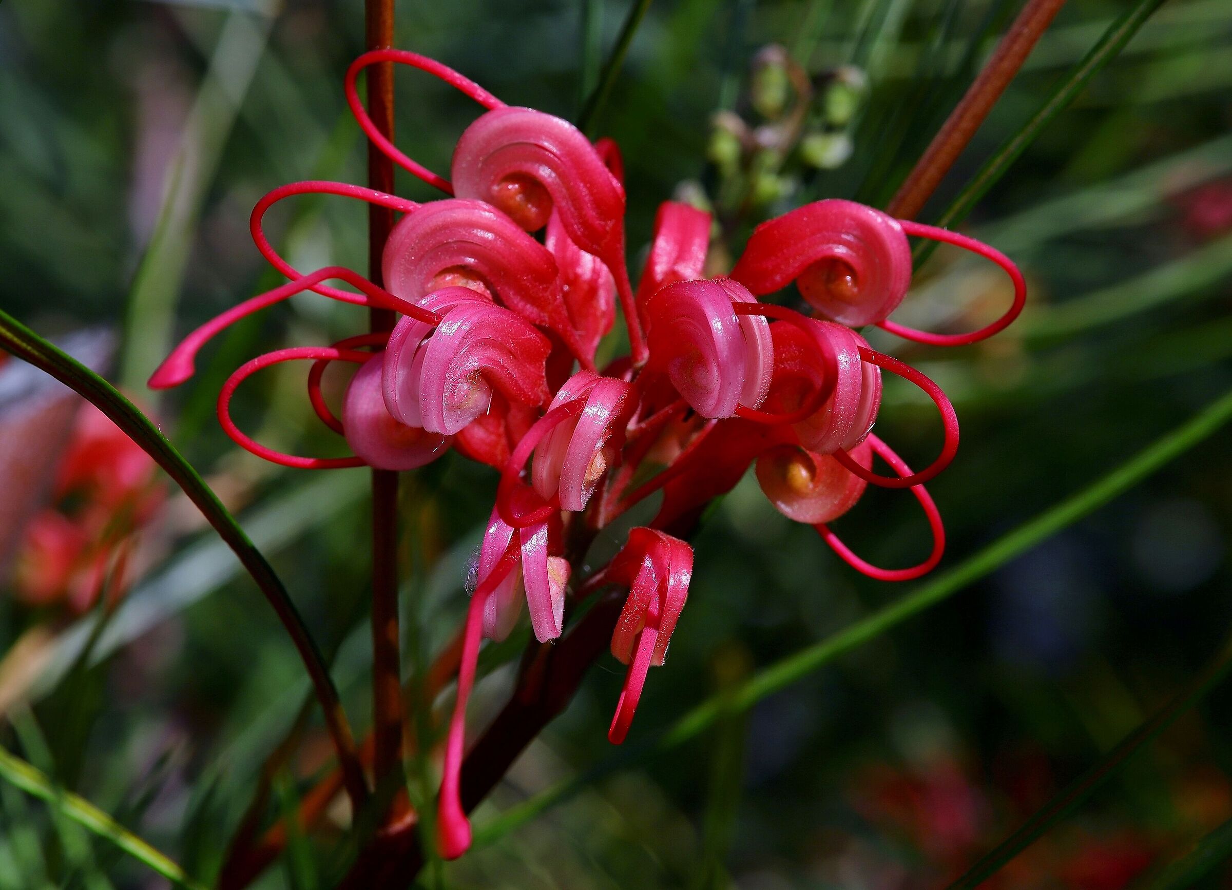 Grevillea rosmarinifolia