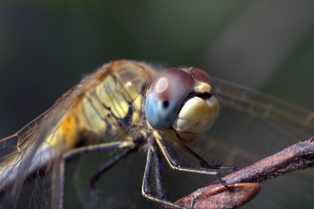 Sympetrum Foscolombii