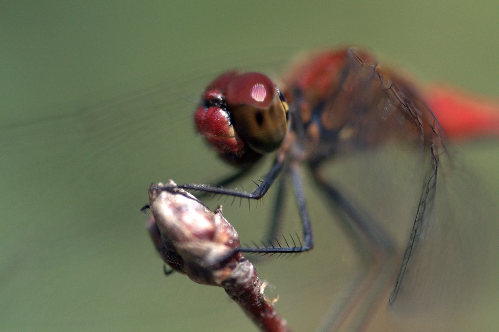 Sympetrum
