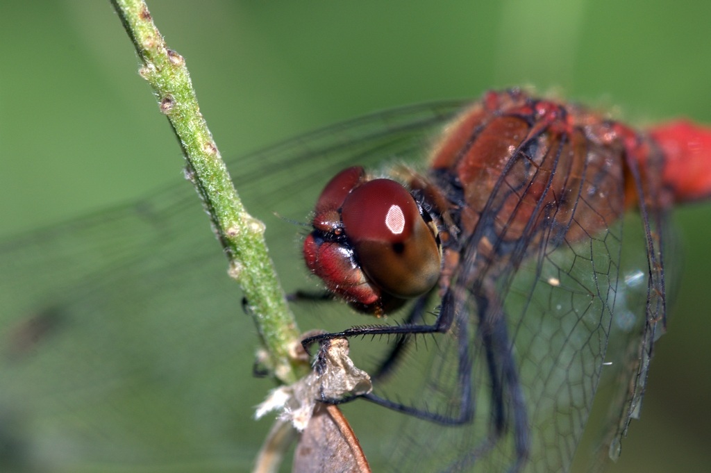 Sympetrum