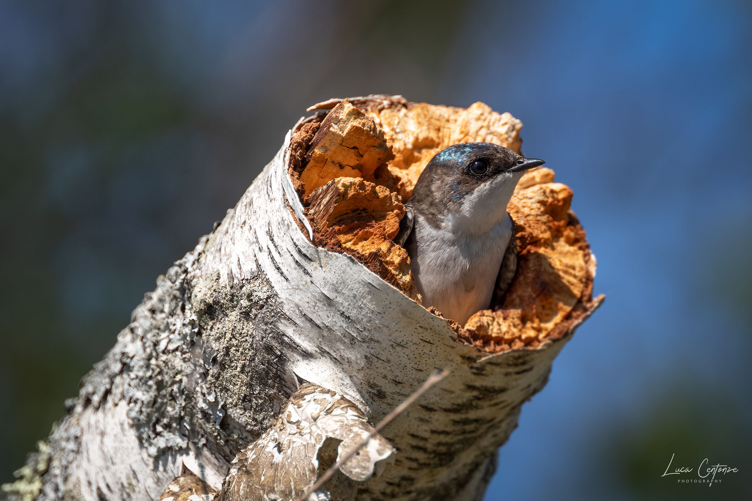 Tree Swallow(Tachycineta bicolor)