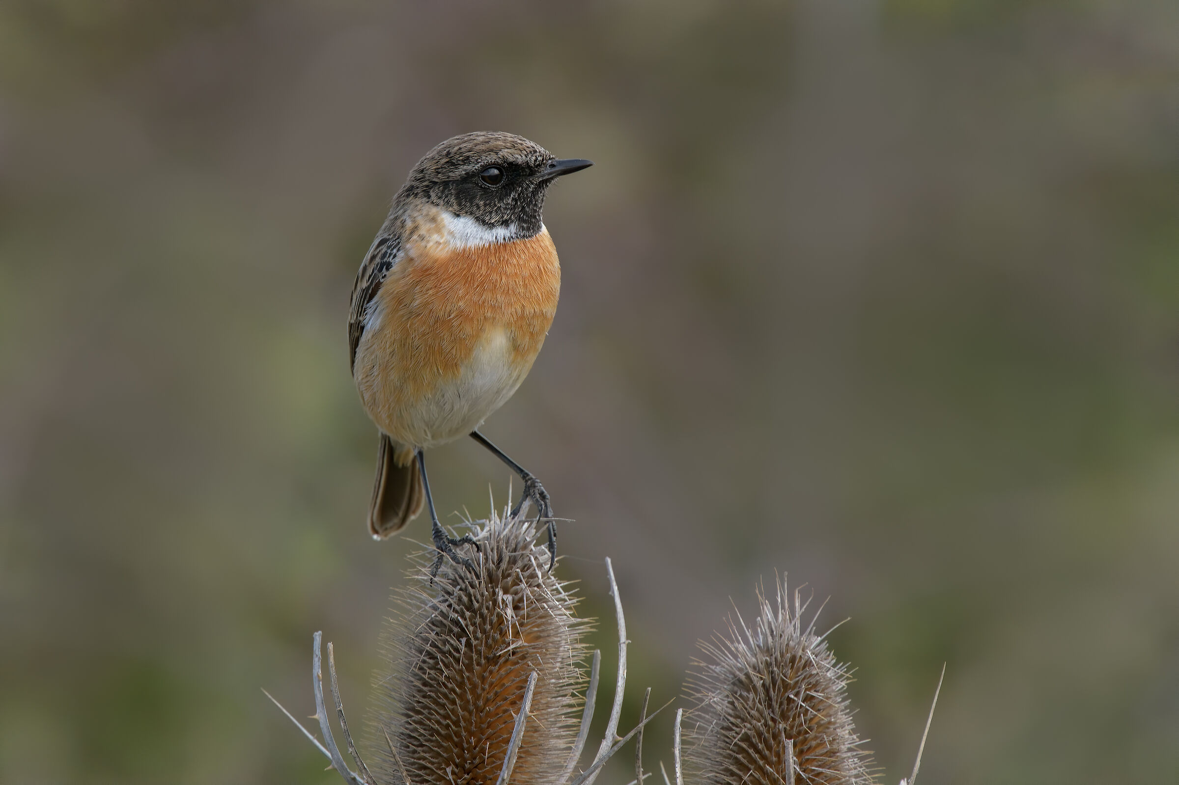 Saltimpalo (Saxixola rubicola)
