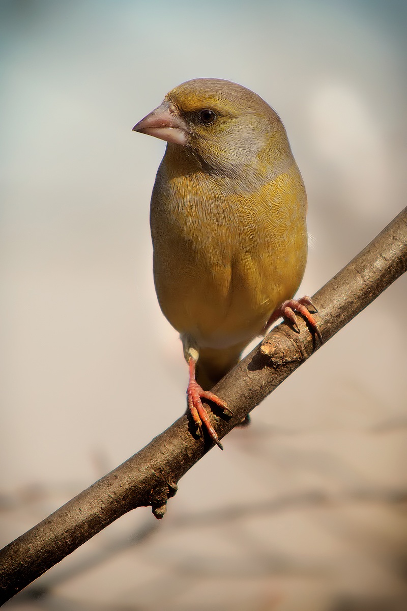 The Greenfinch
