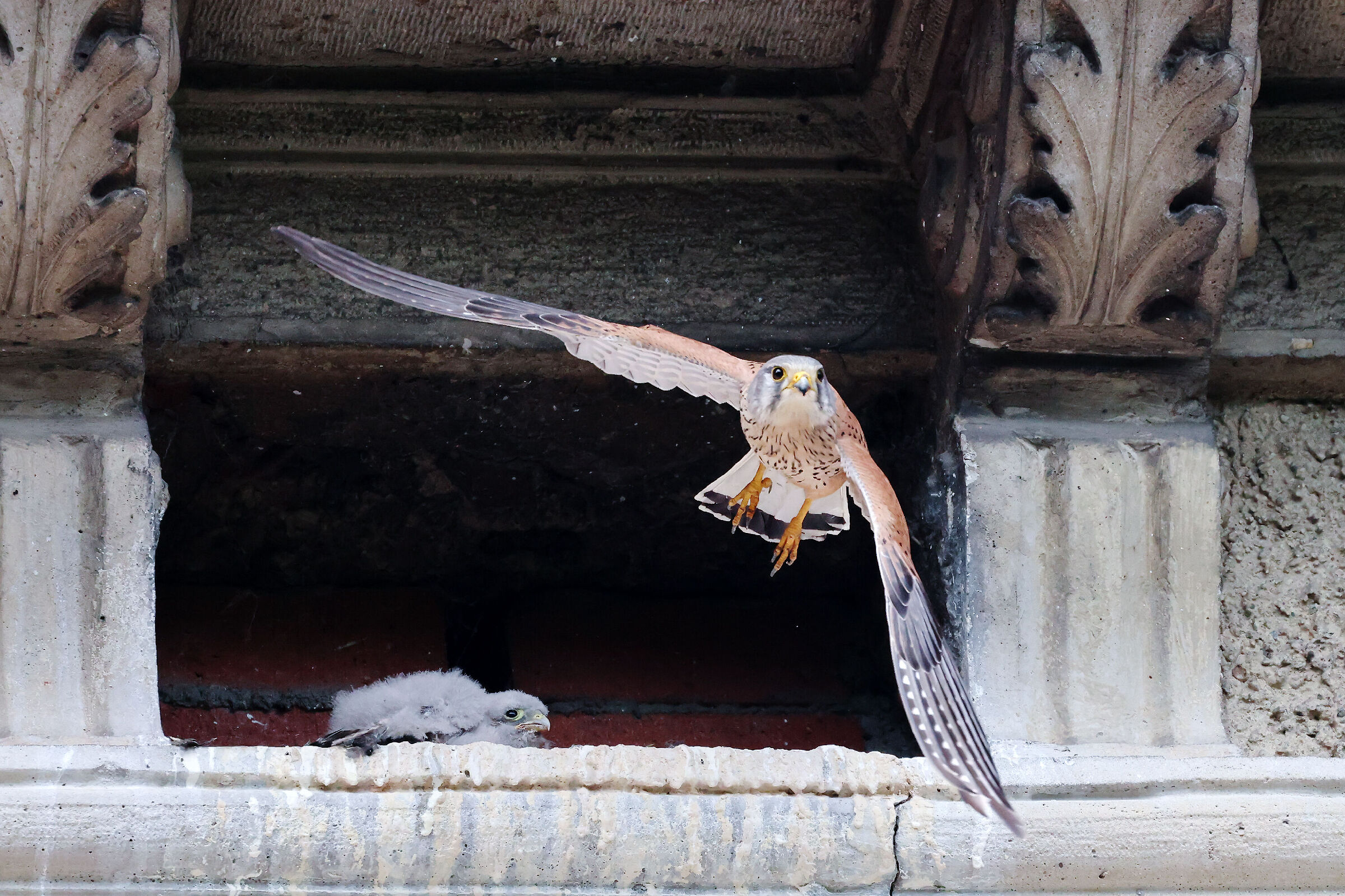 kestrel
