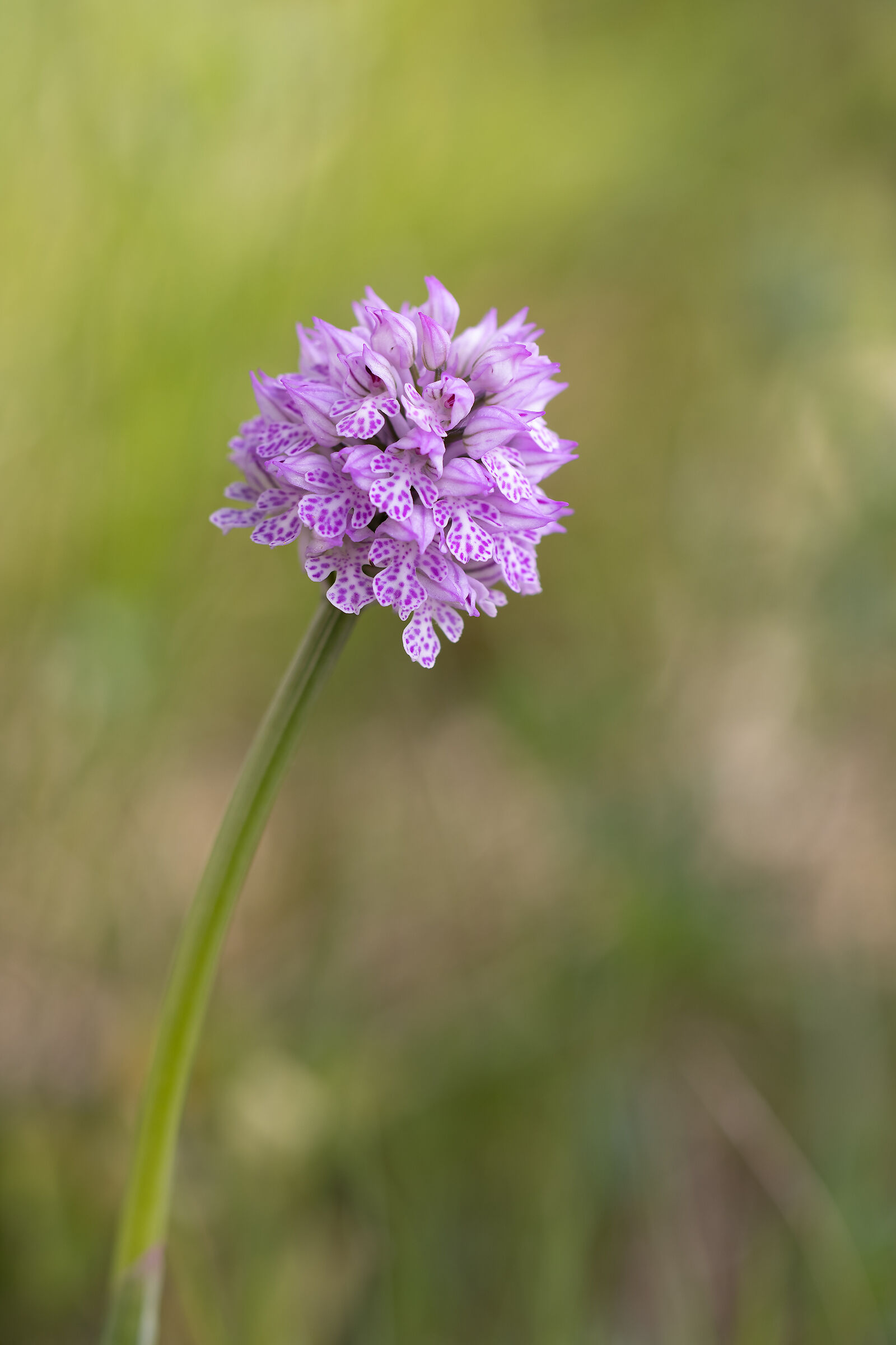 Orchis Tridentata